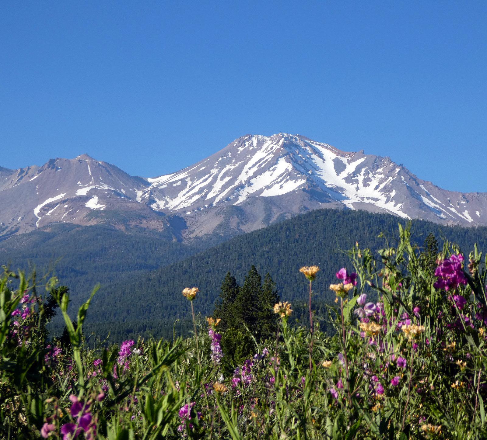 Snow-capped mountains rise above a forest and vibrant wildflowers under a clear sky.