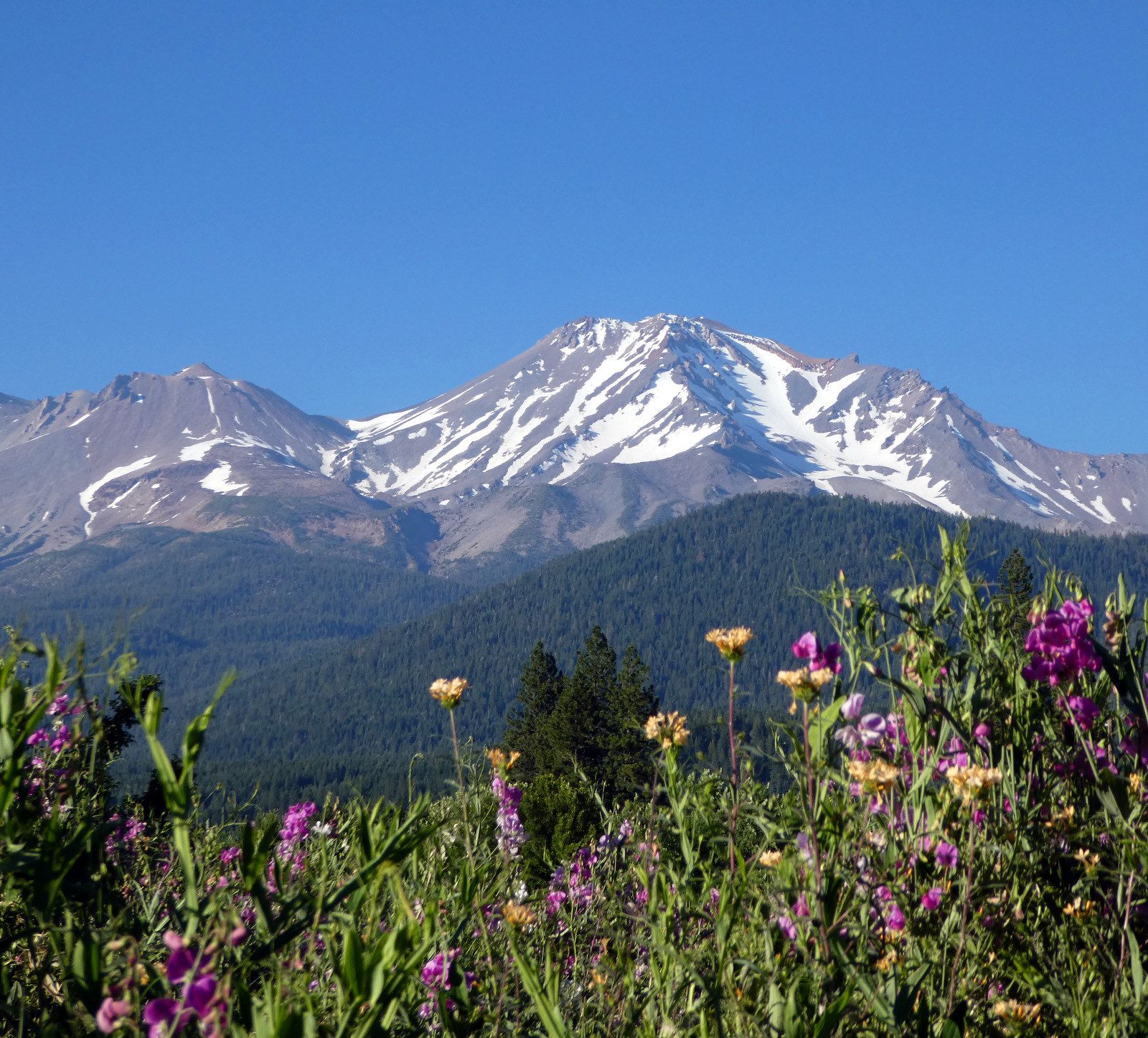 Snow-capped mountains rise above a forest and vibrant wildflowers under a clear sky. - Sisson Meadow loop from Golden Eagle Charter School