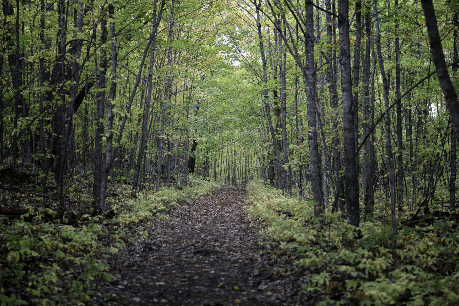 A winding dirt path through a dense, green, and leafy forest.
