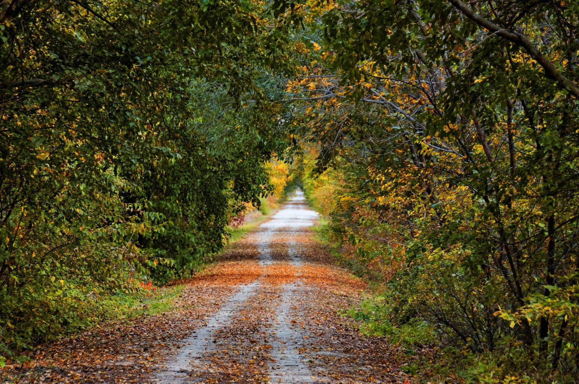 A forest path covered in autumn leaves, framed by green and yellow trees.