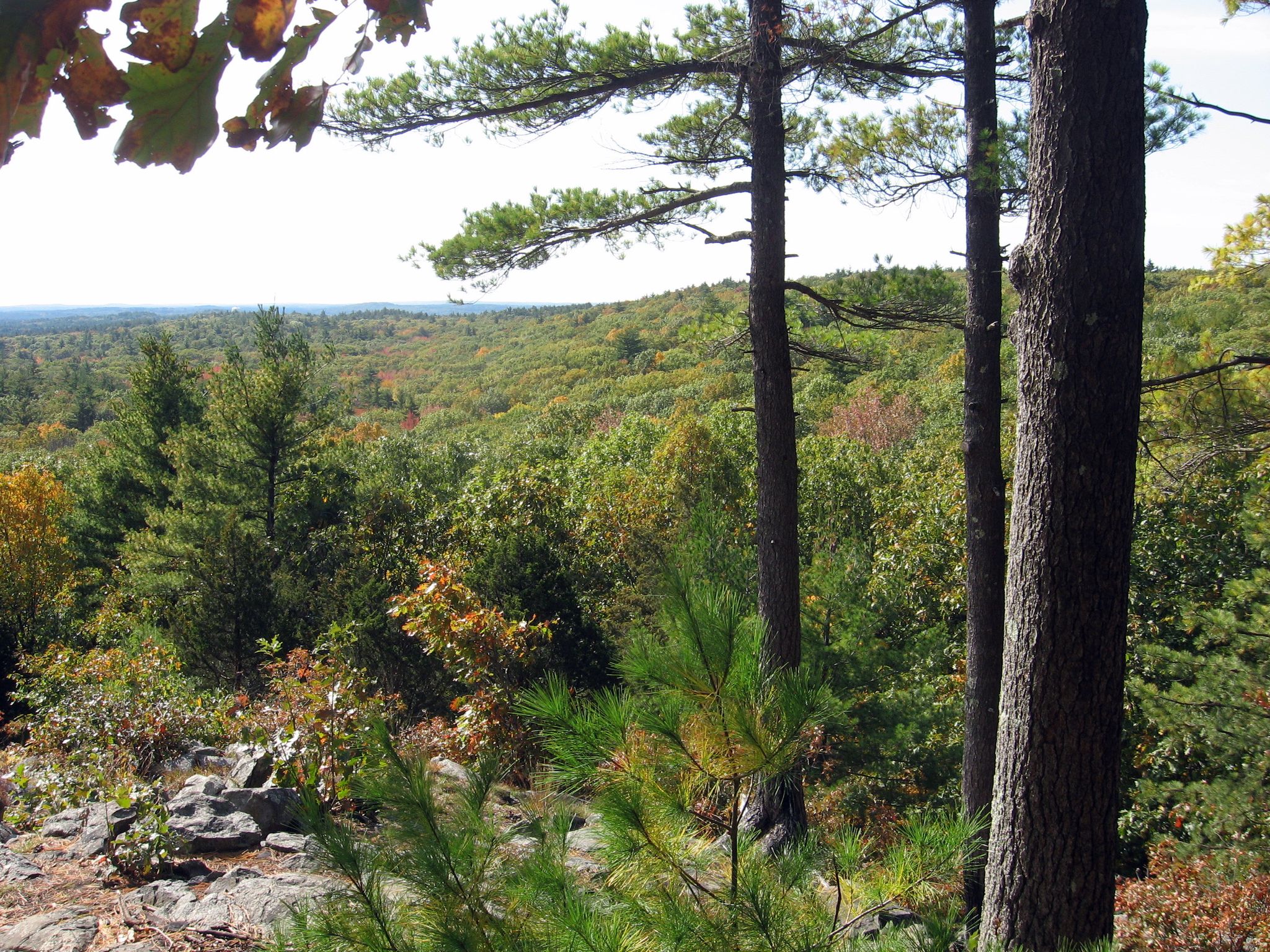 Panoramic view of a dense forest from a rocky overlook on a bright day. - Ridge and Cedar Hill Loop