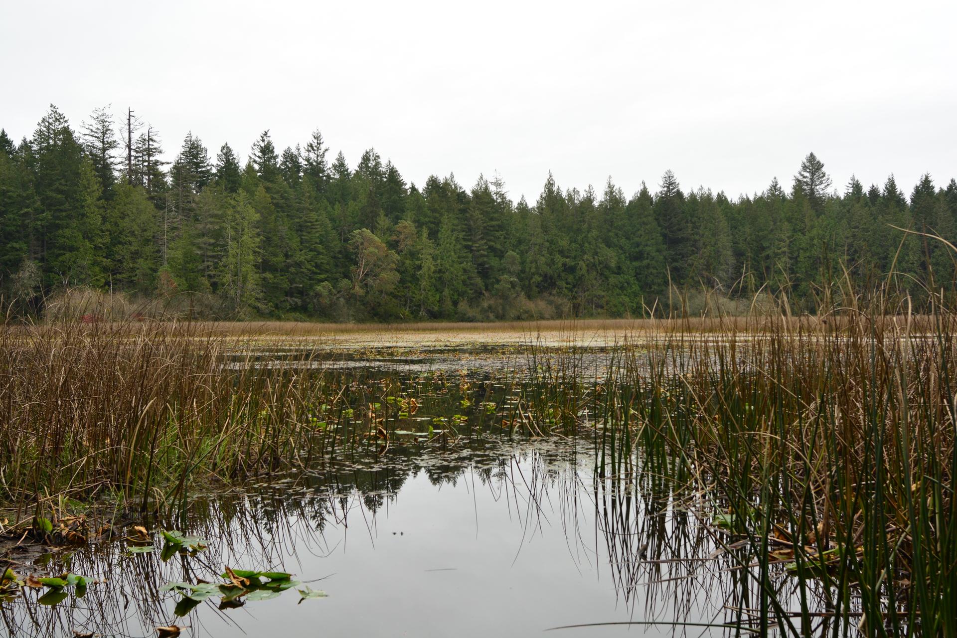 A serene marsh with tall reeds and lily pads, backed by a dense forest.