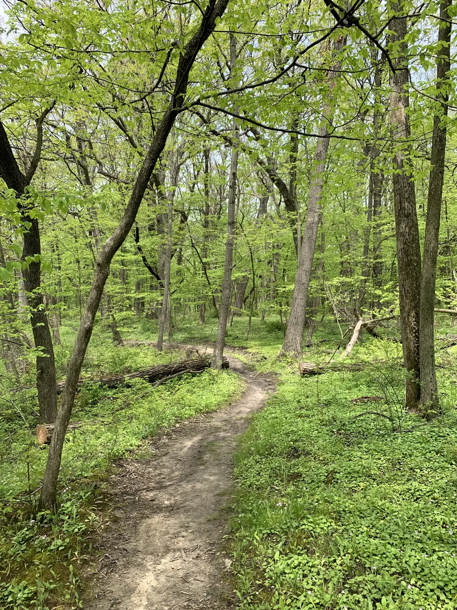 A winding dirt path through a lush, sun-dappled green forest.