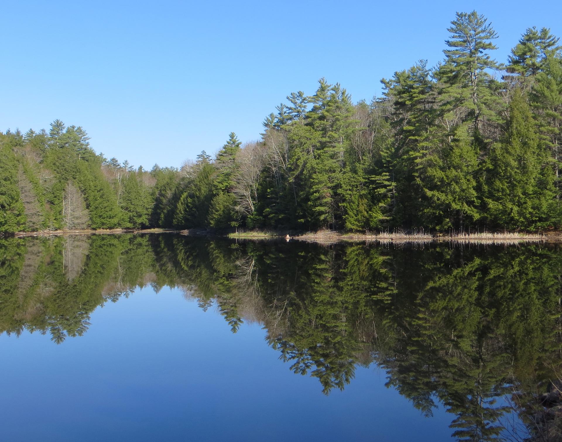 Calm lake reflecting a dense forest under a clear blue sky.