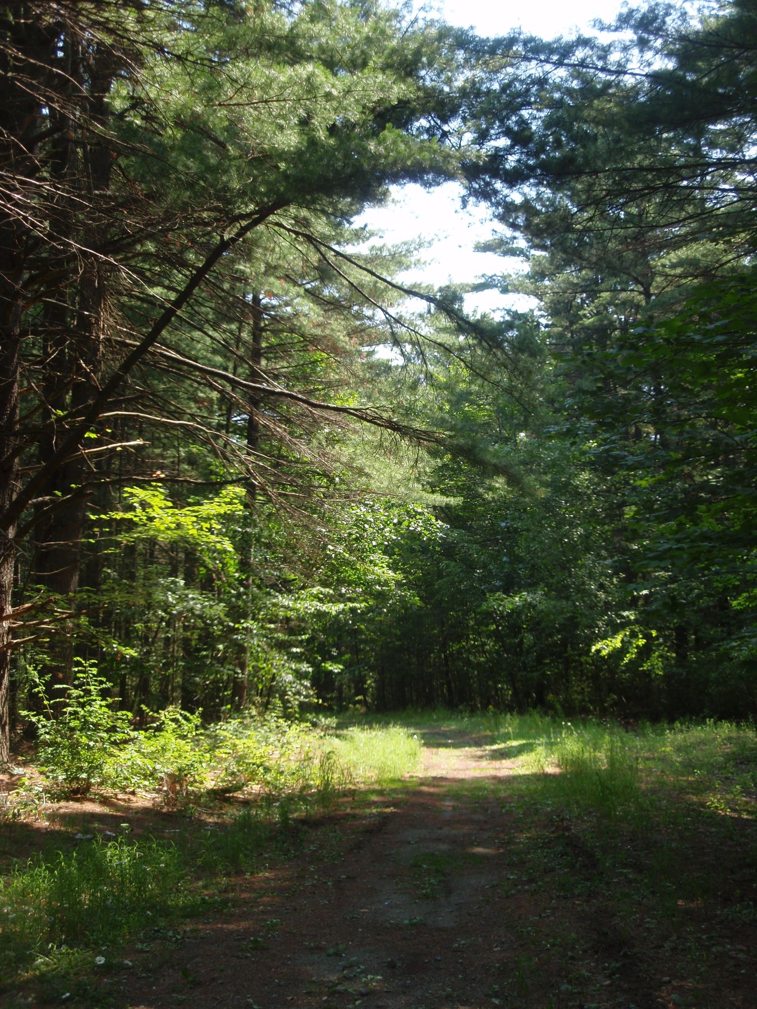 A sunlit dirt path winds through a dense, green forest with tall trees. - Rush Pond Trail loop from Six Flags Great Escape and Hurricane Harbor
