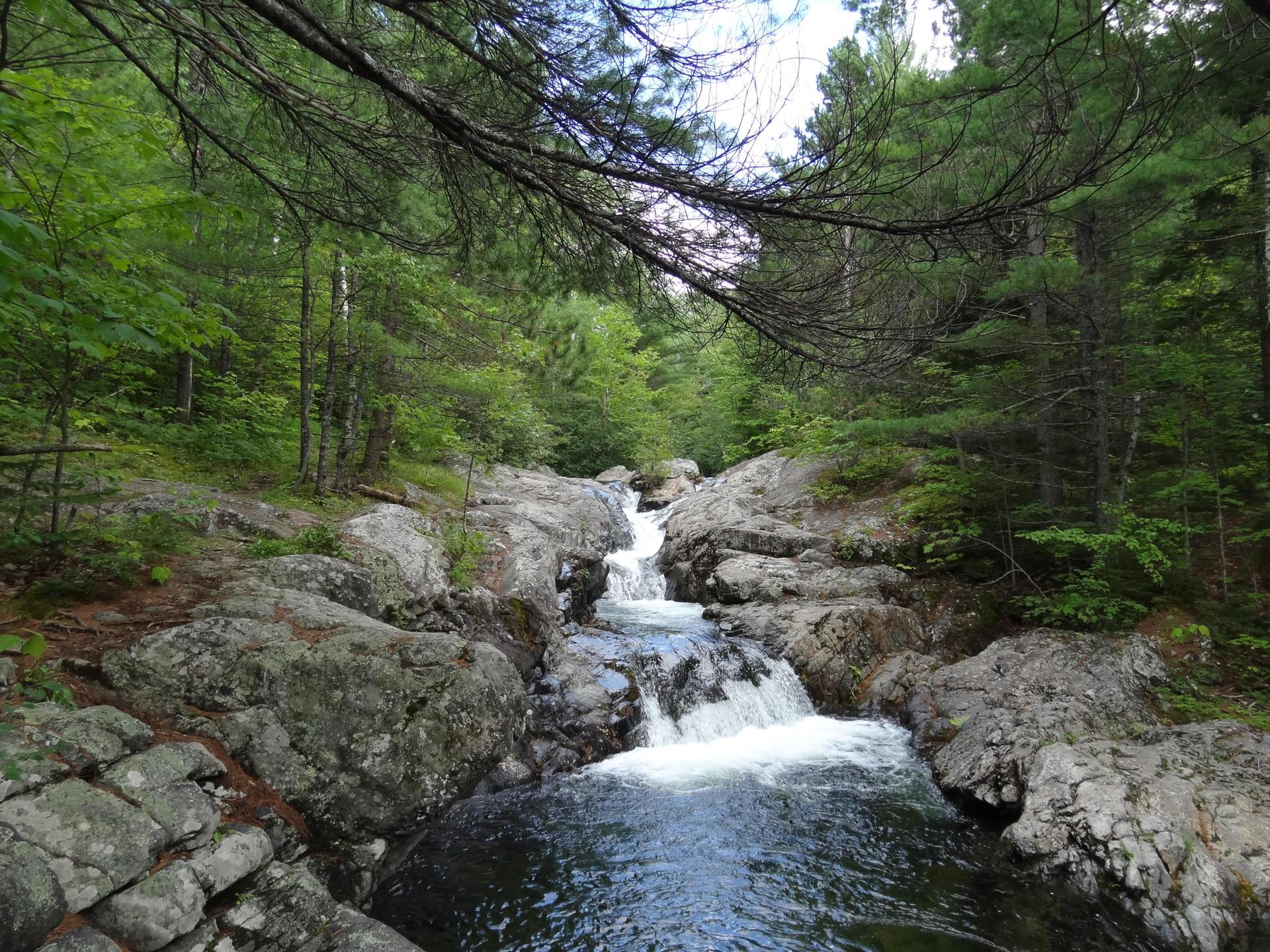 Forest stream with small waterfalls flowing over dark rocks under green trees.