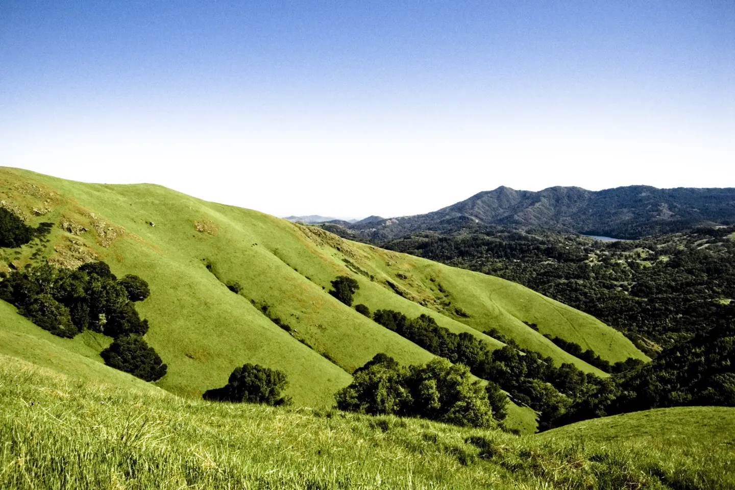 Vibrant green rolling hills with scattered trees under a clear blue sky.