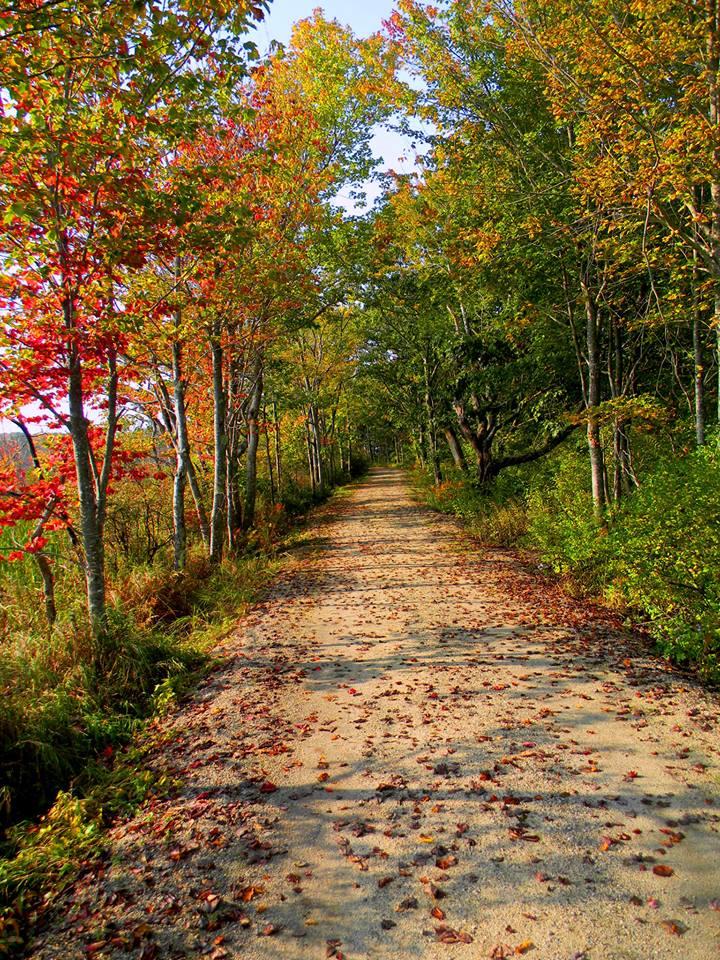 A sunlit dirt path through a forest with vibrant autumn trees.