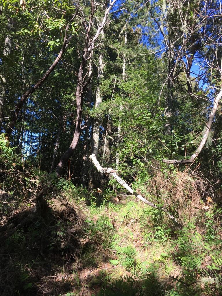 Sunlight filters through dense green forest with tall trees and shadows.