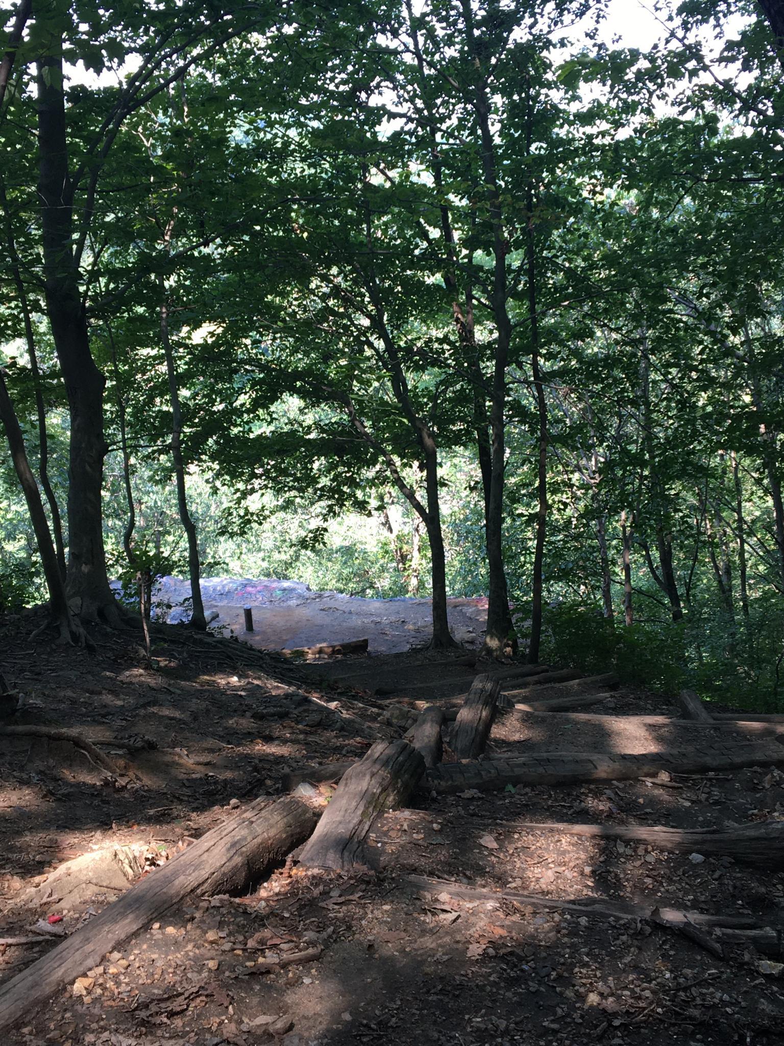 Dappled sunlight illuminates a forest path with exposed roots and fallen logs.