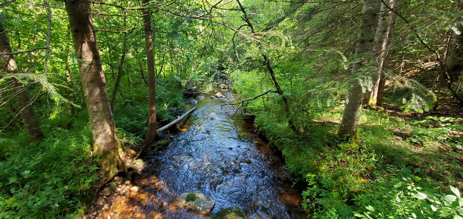 Narrow stream winding through a vibrant green forest under dappled sunlight.