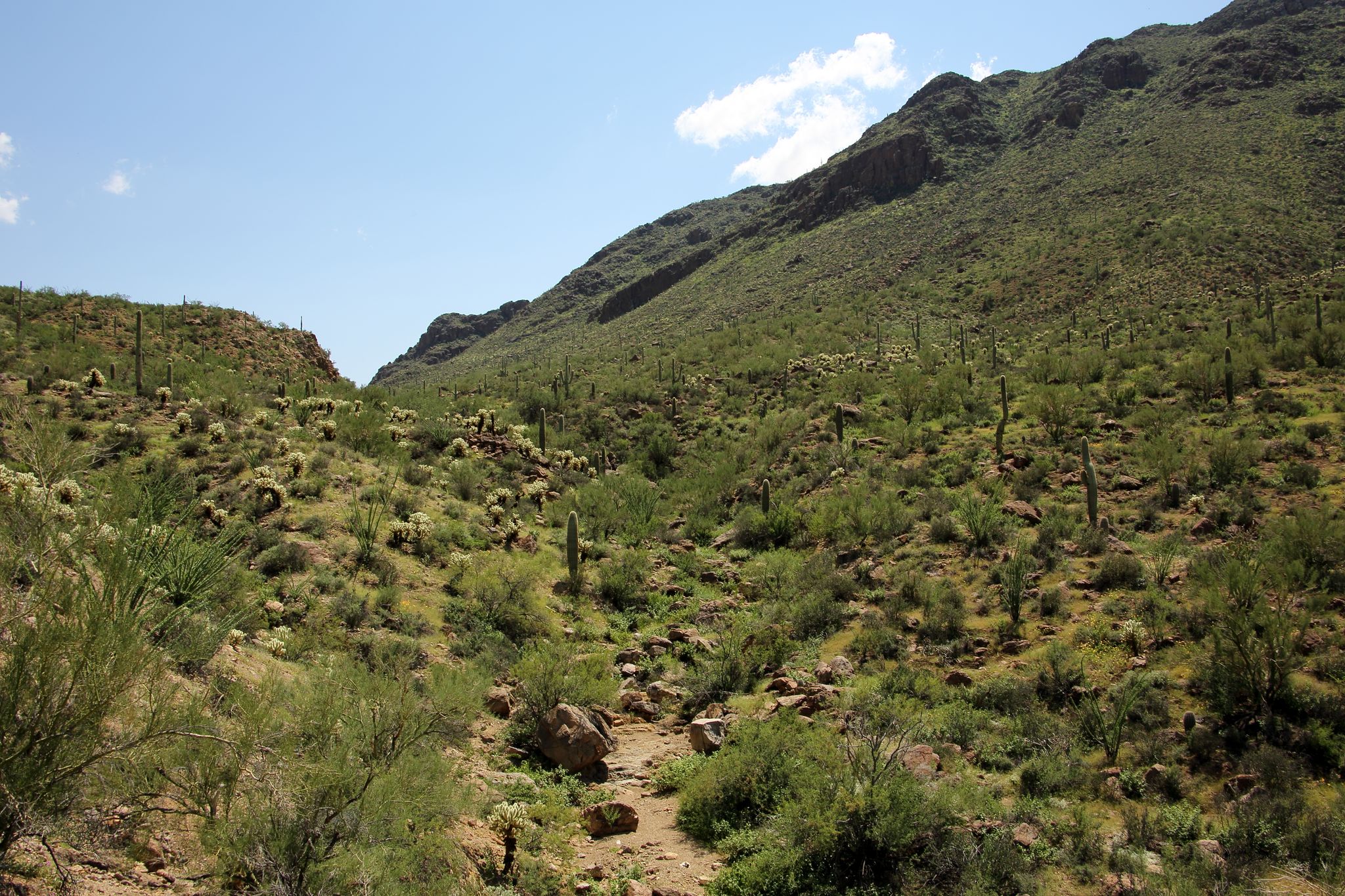 Sunny desert landscape with green mountains, cacti, and shrubs under a blue sky. - Camaro Loop Trail