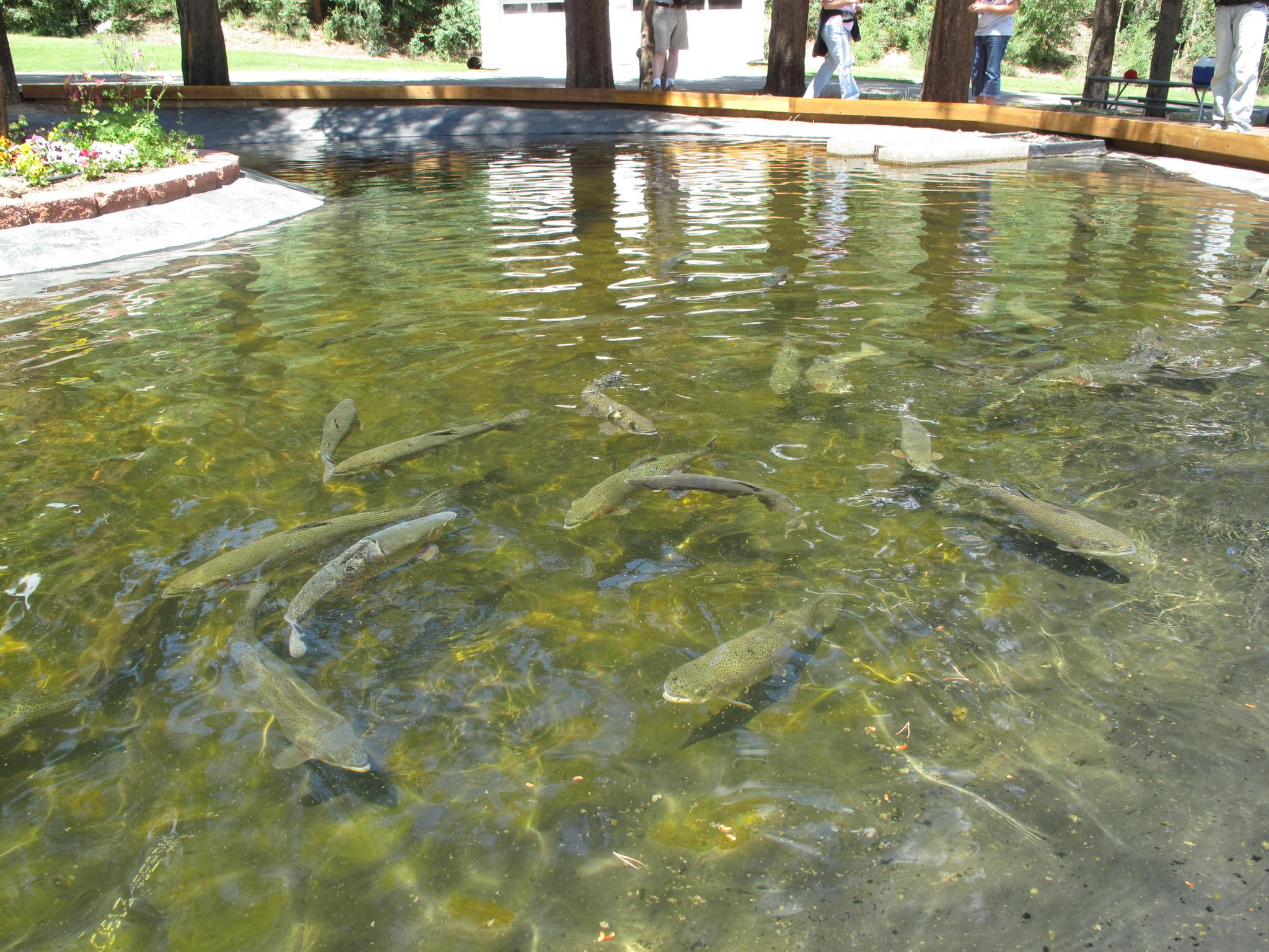 Many fish swim in a clear, sunlit pond with reflections.