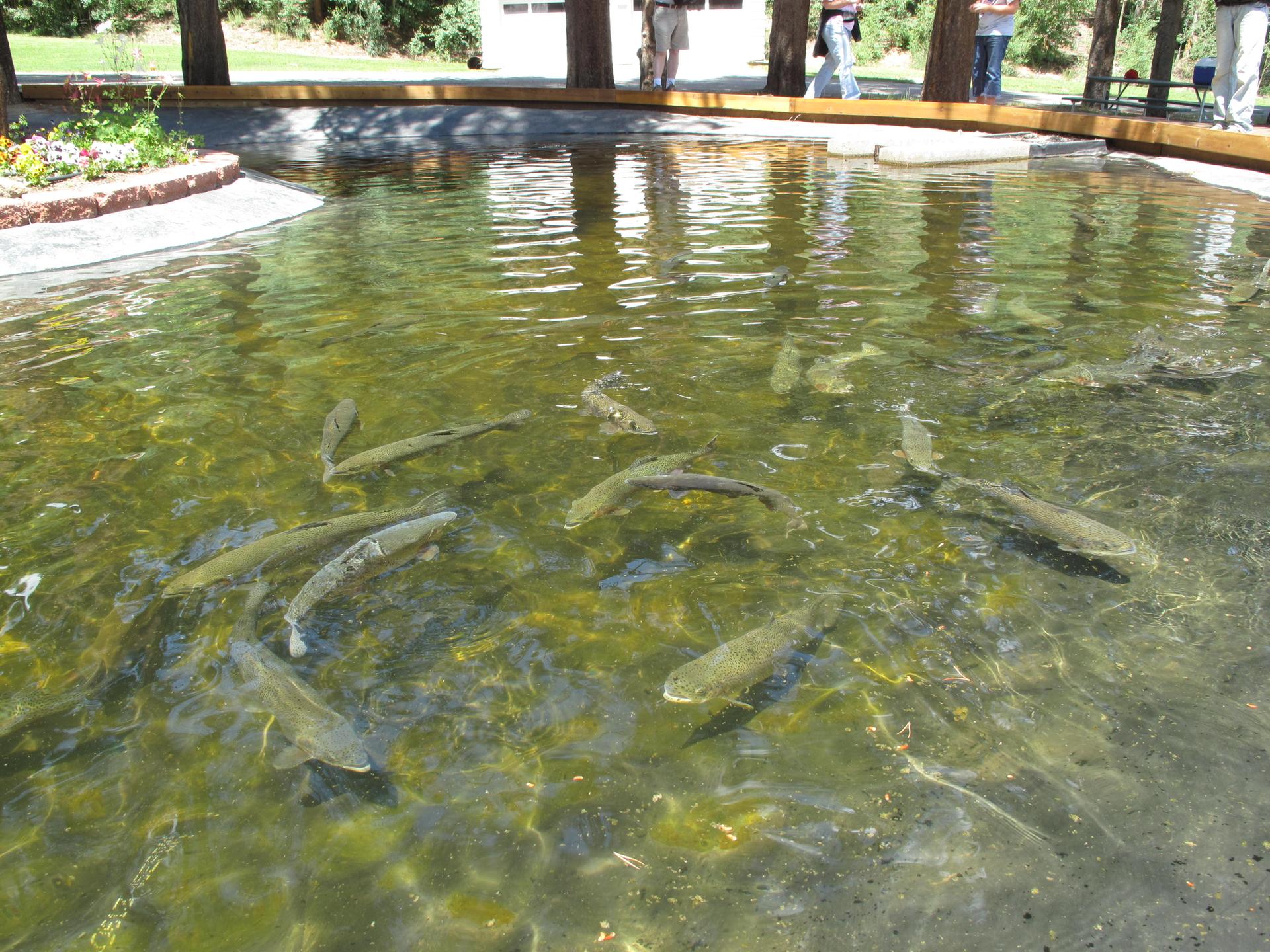 Many fish swim in a clear, sunlit pond with reflections.