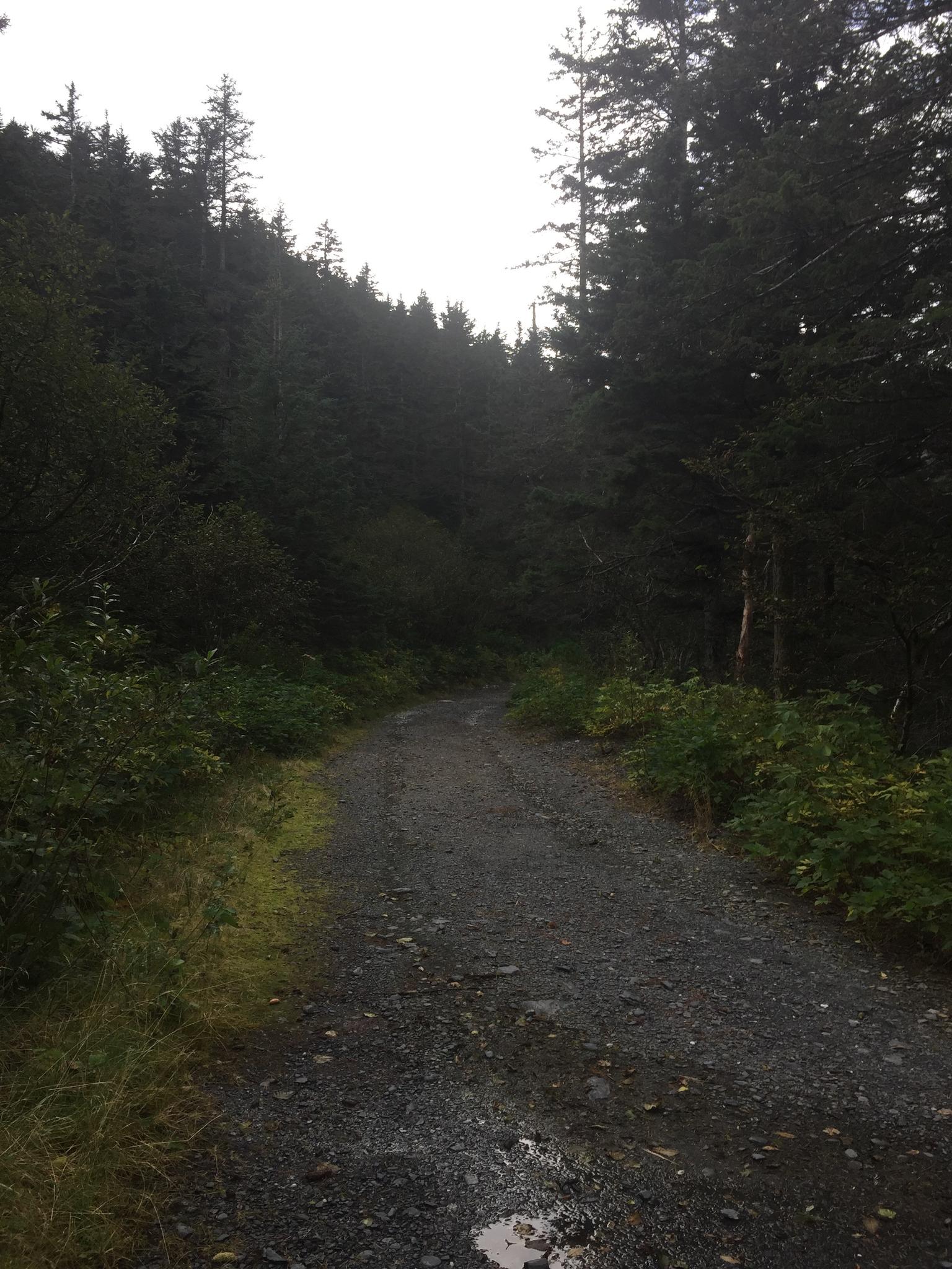 A dim gravel path winds through a dense, dark evergreen forest.