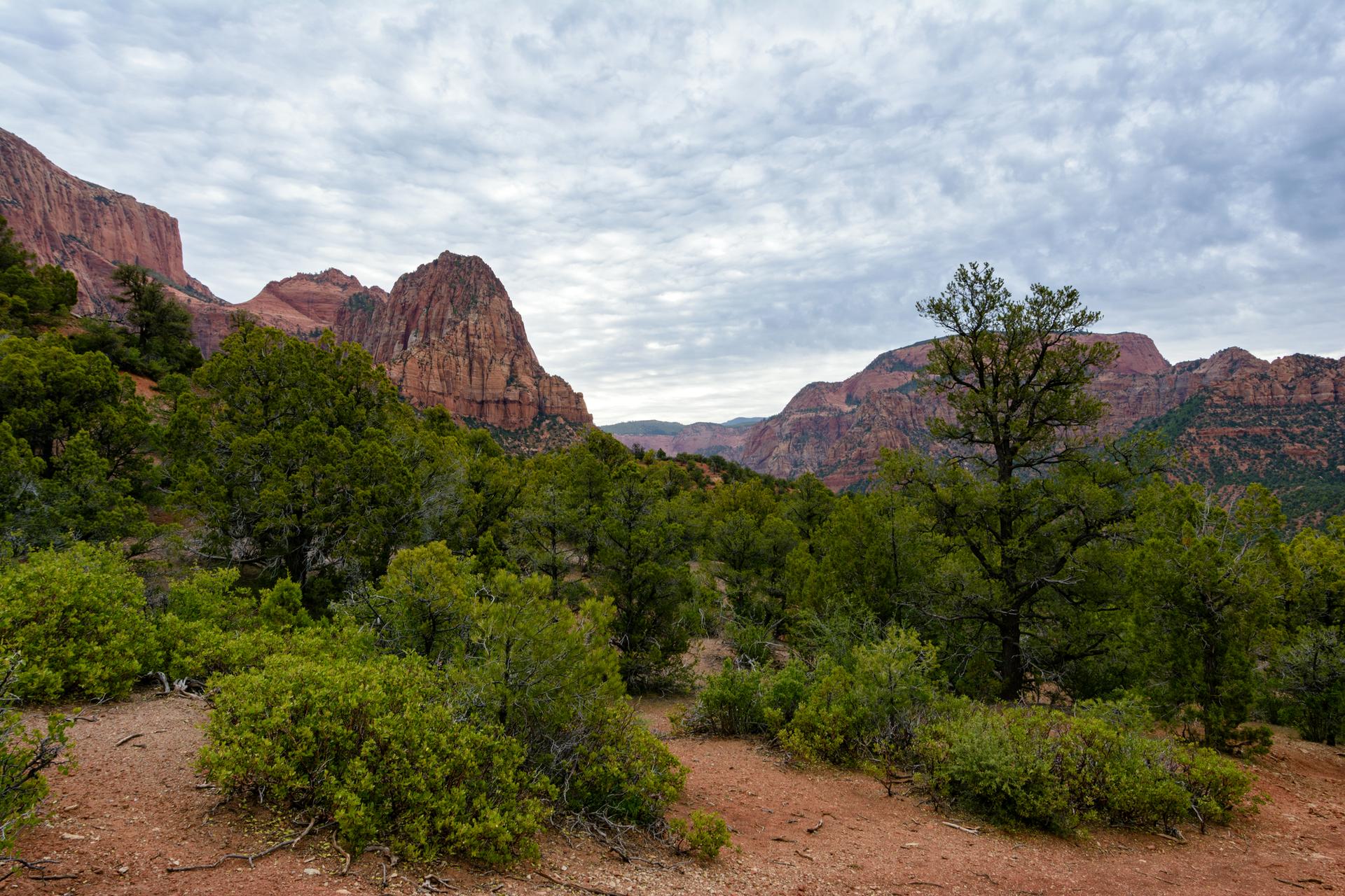 Overcast view of green shrubs and trees with red rock mountains in the background.
