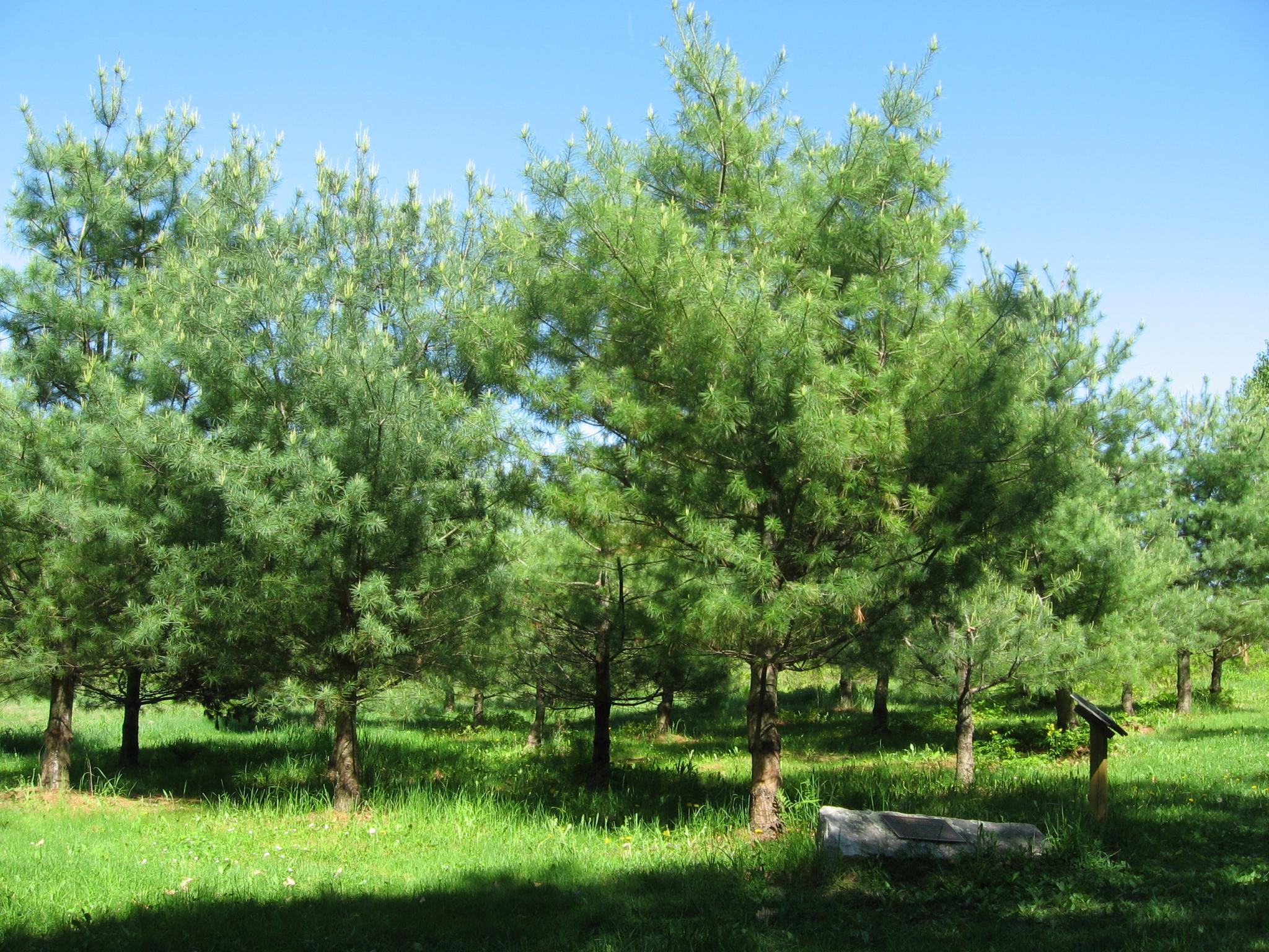 Bright day in a pine tree grove with green grass and a wooden log.