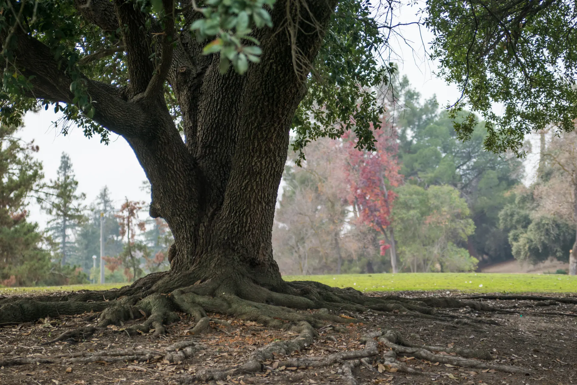 A large tree with prominent roots in a park with green grass.
