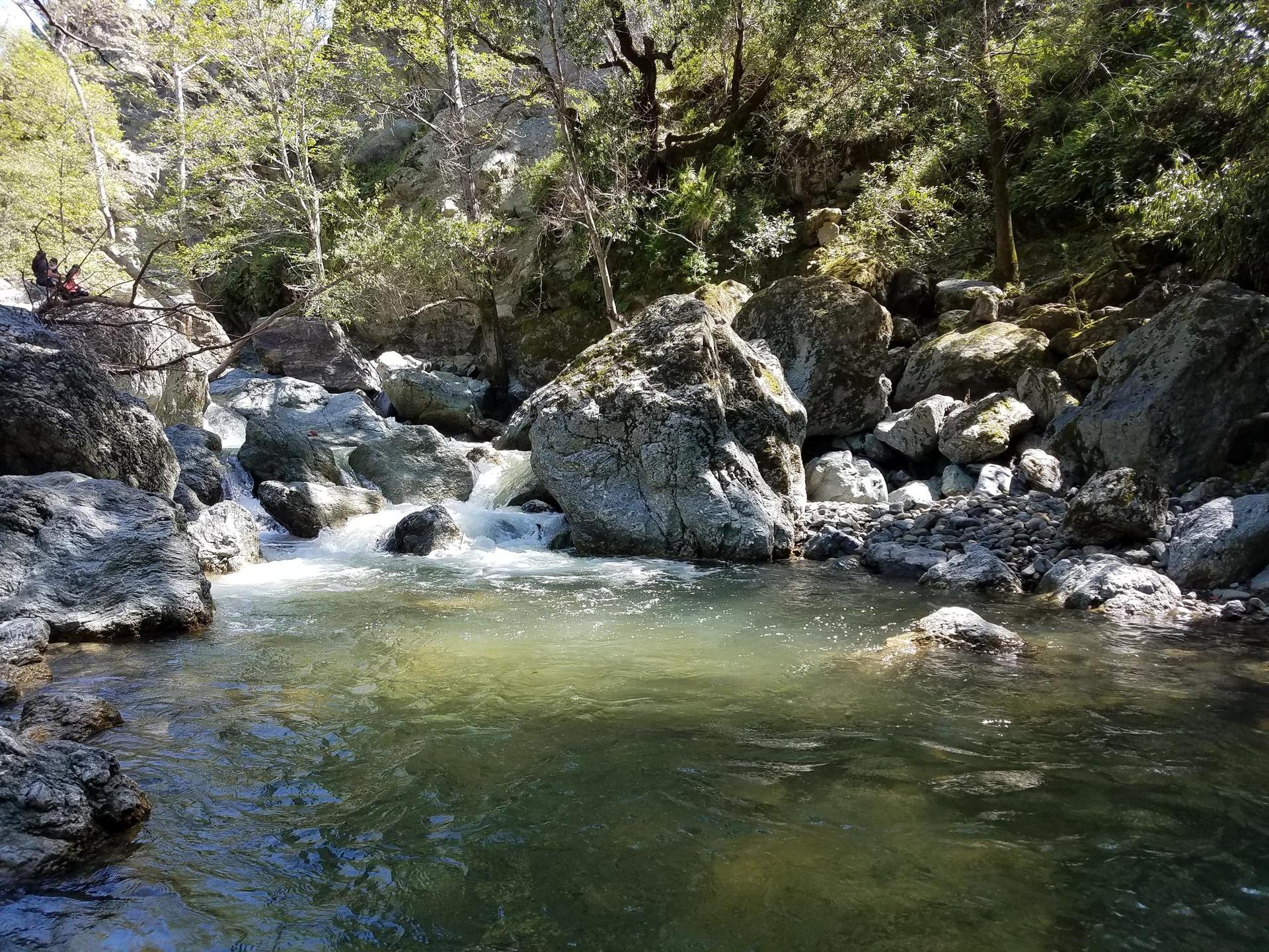 Rocky stream with clear water flowing through a shaded forest.