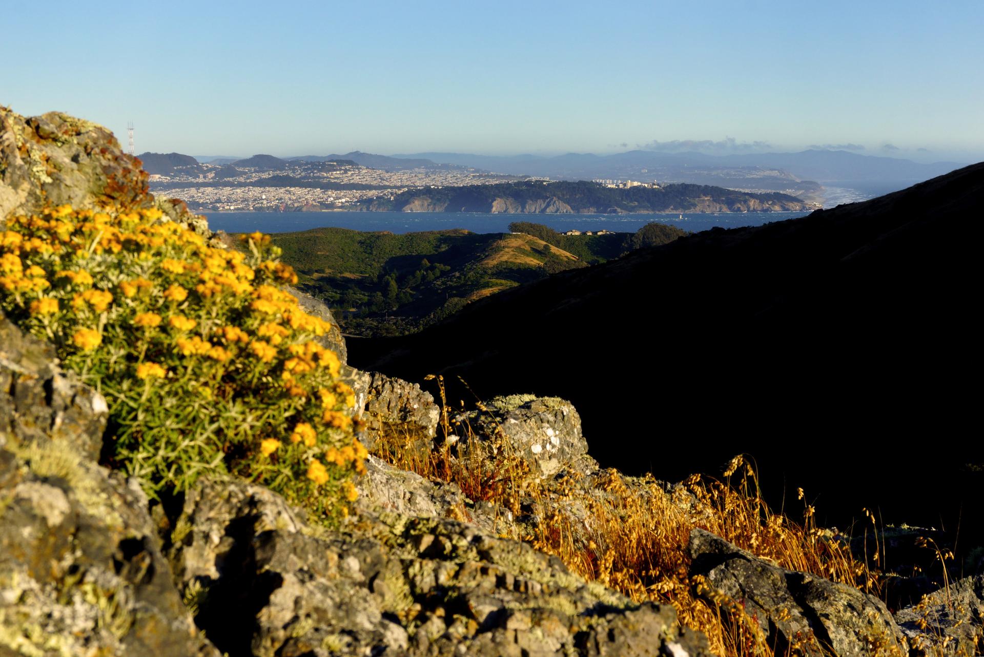 Yellow wildflowers on rocks overlooking a bay, city, and distant hills.