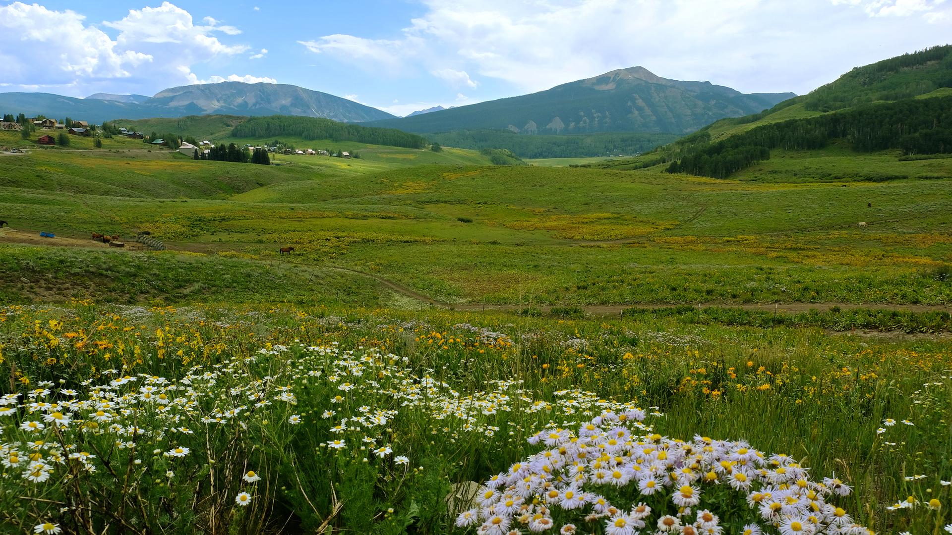 Lush green mountain valley with white wildflowers, distant peaks, and scattered buildings.