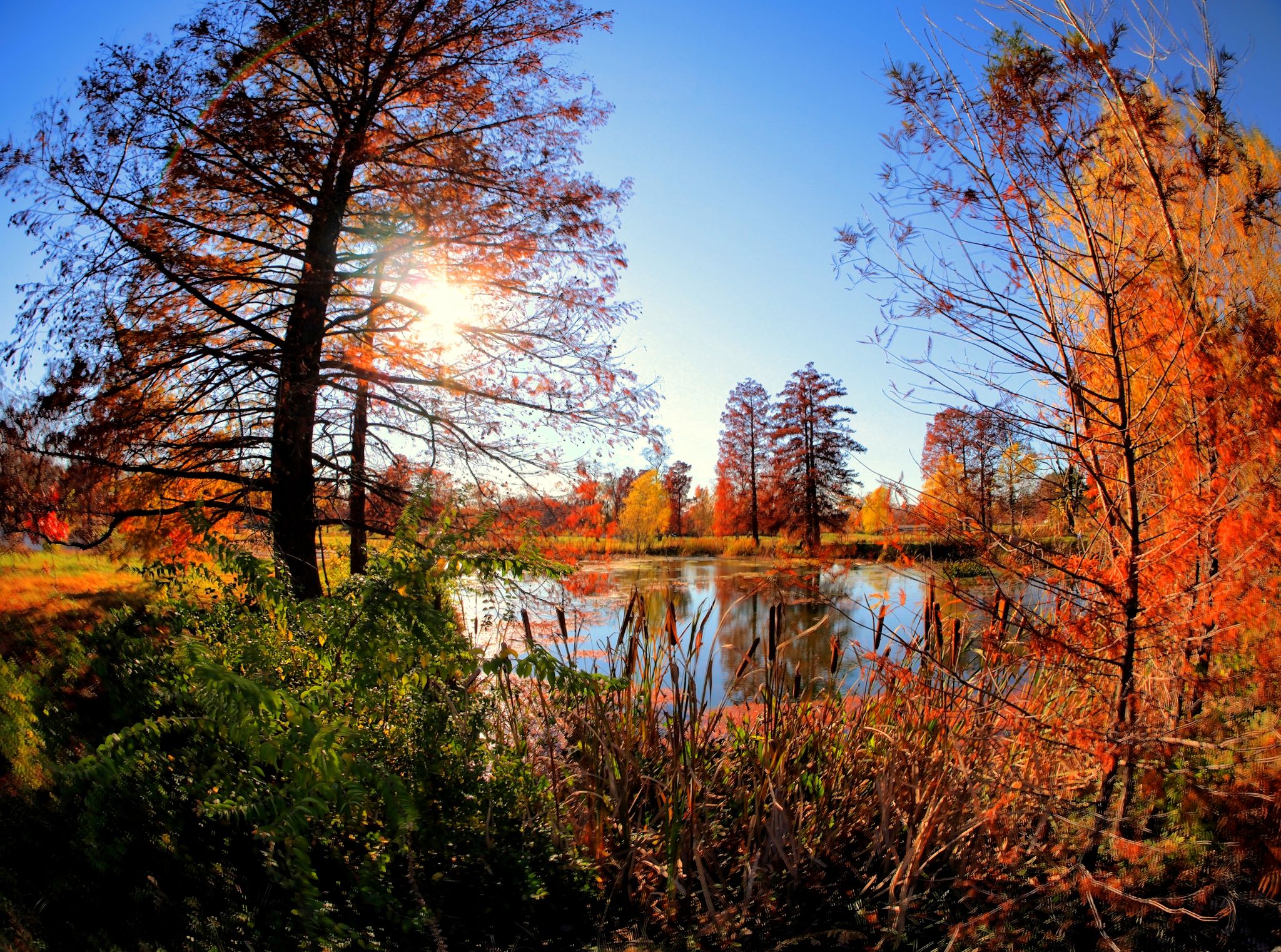 Autumn trees with colorful leaves around a pond, bright sun overhead. - Wheels and Heels Path loop