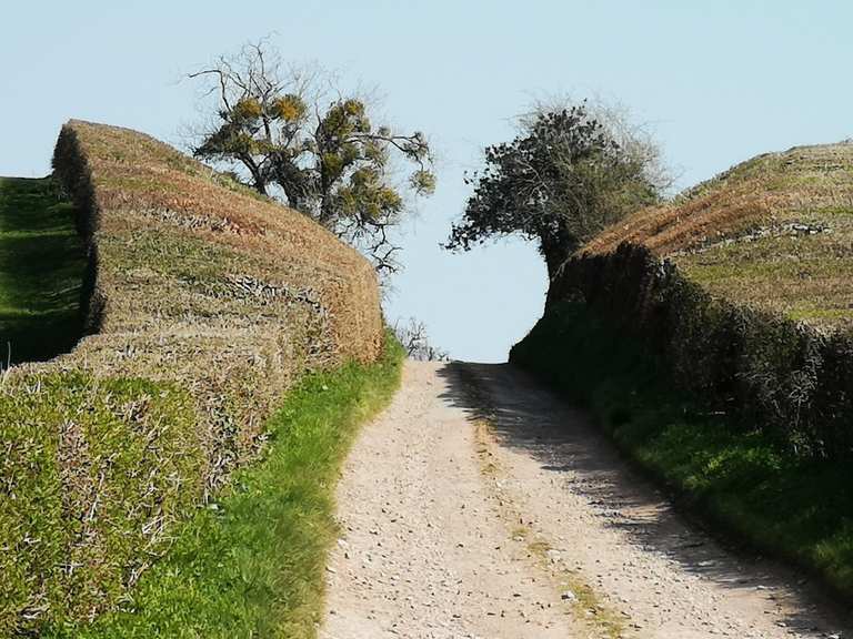 Il percorso ad anello The Daffodil Way da Dymock | corsa | komoot