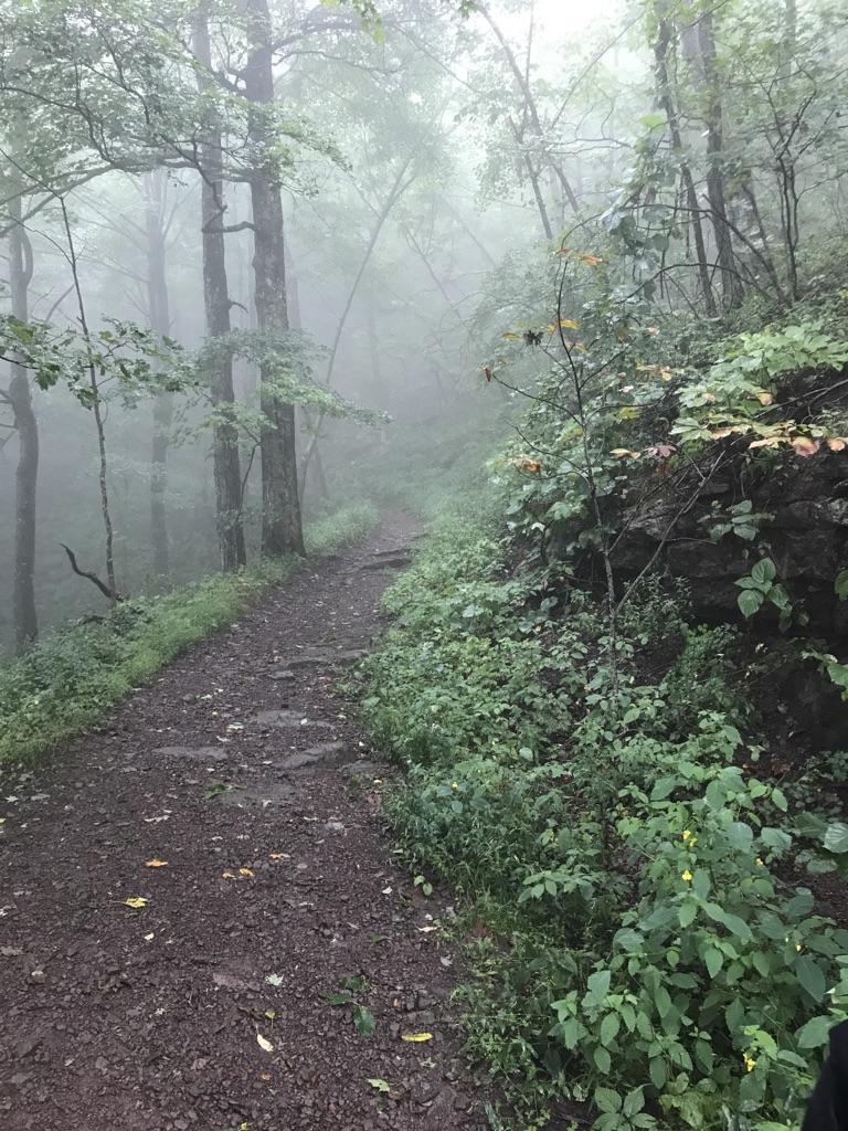 A dirt path winds through a dense, misty forest with green undergrowth.