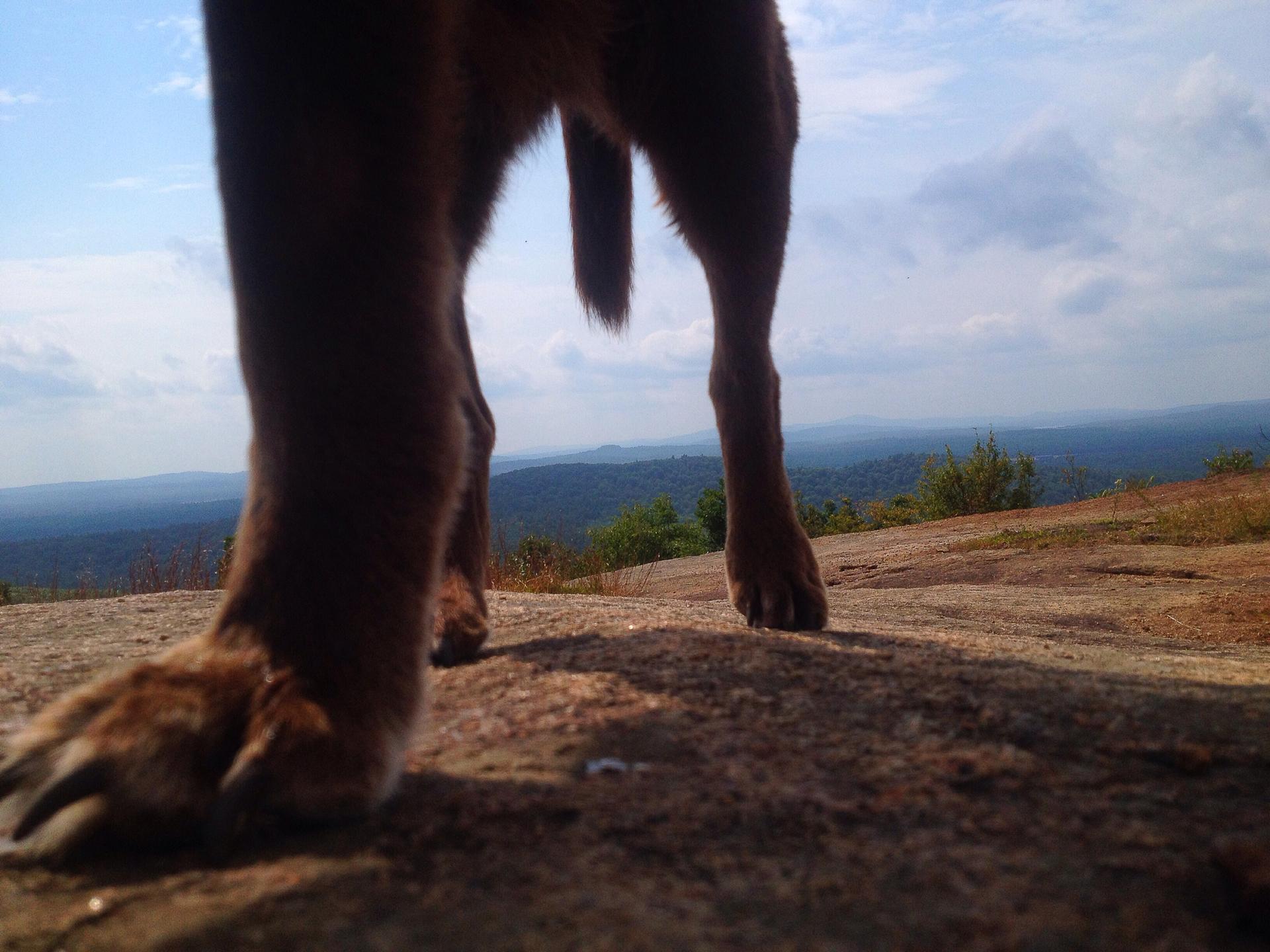 Dog's paws on rocky ground overlooking a forested landscape under a cloudy sky.