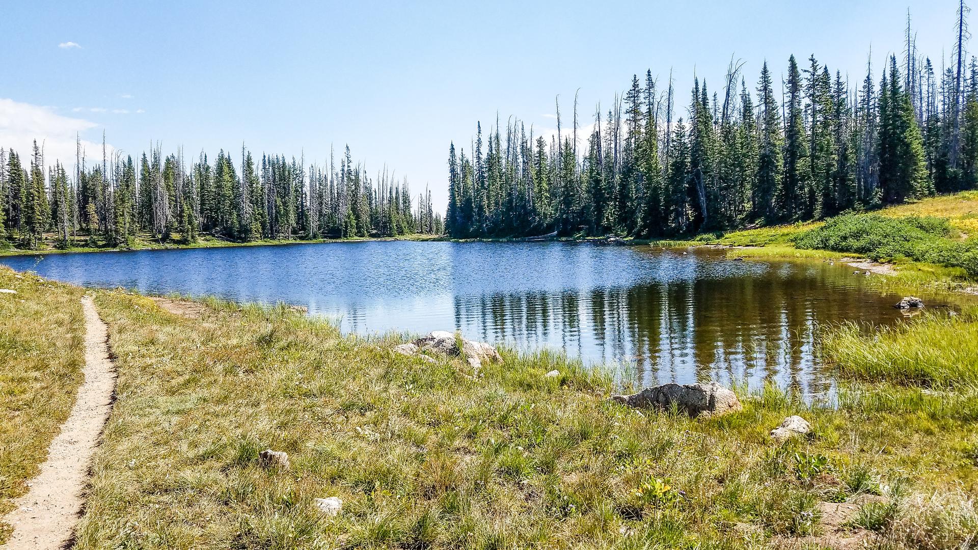 Calm lake surrounded by tall pine trees and grassy shore.