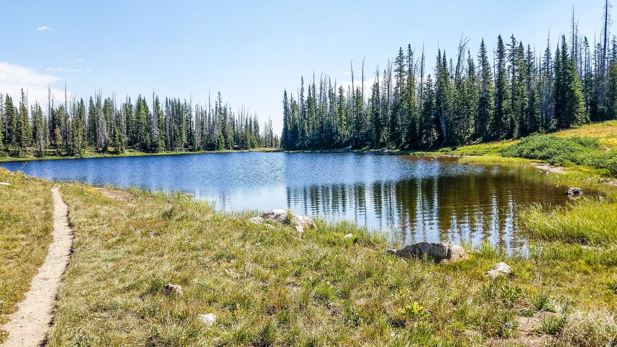 Calm lake surrounded by tall pine trees and grassy shore. - Buffalo Pass, Summit & Jonah Lakes
