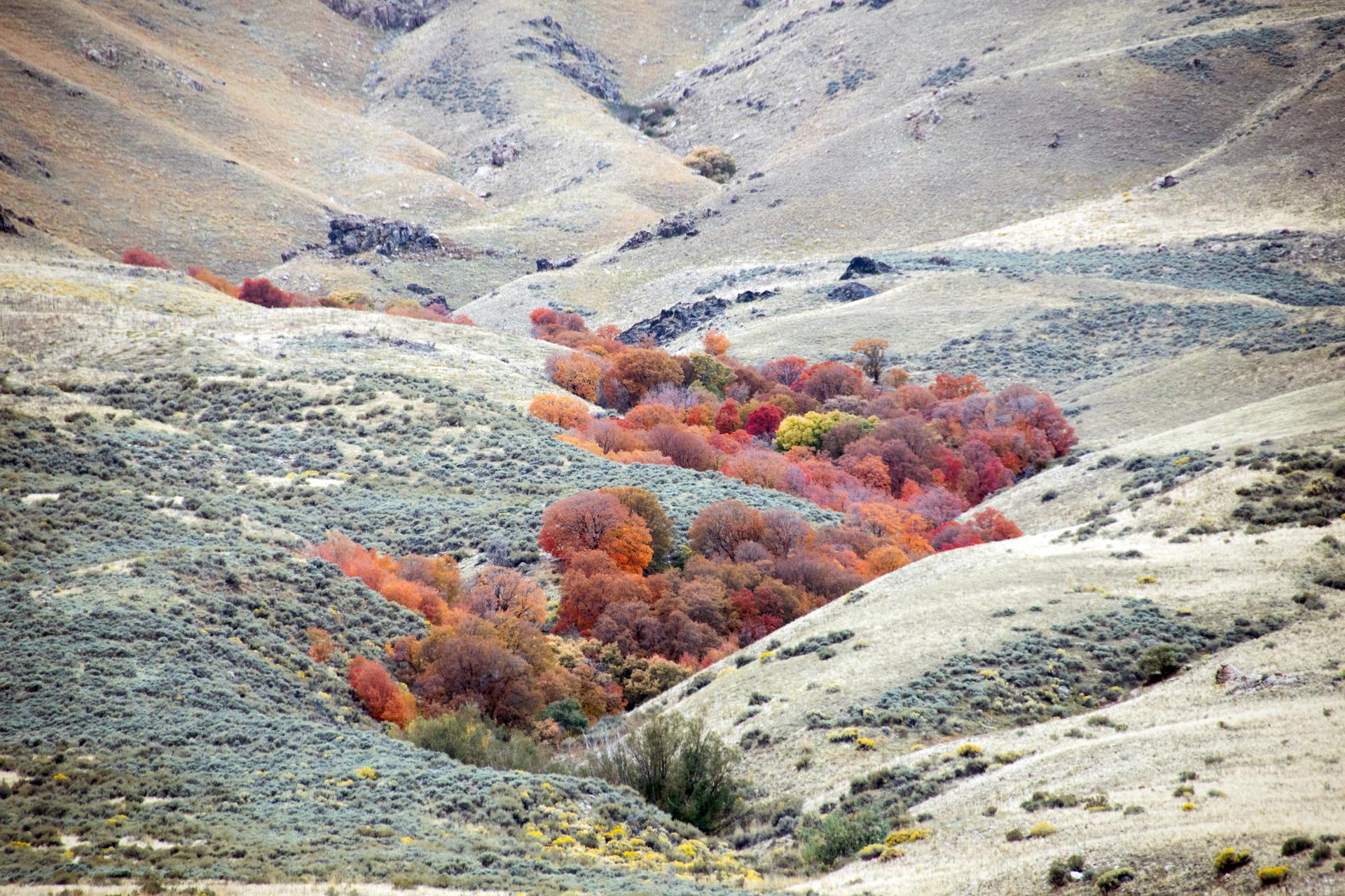 Vibrant red and orange trees nestled in a dry, rolling valley.