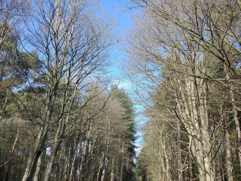 Blidworth Woods wandelroutes en hikes Komoot