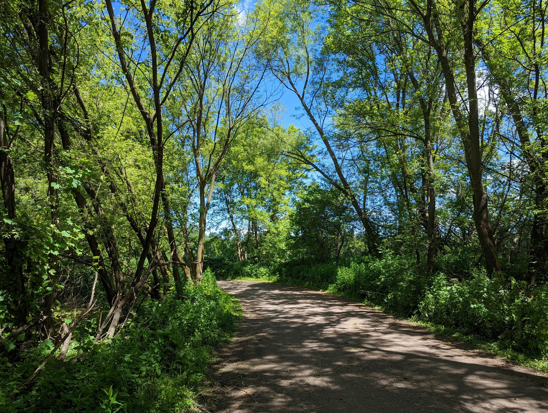 A sunlit dirt path winding through a dense, green forest on a bright day.