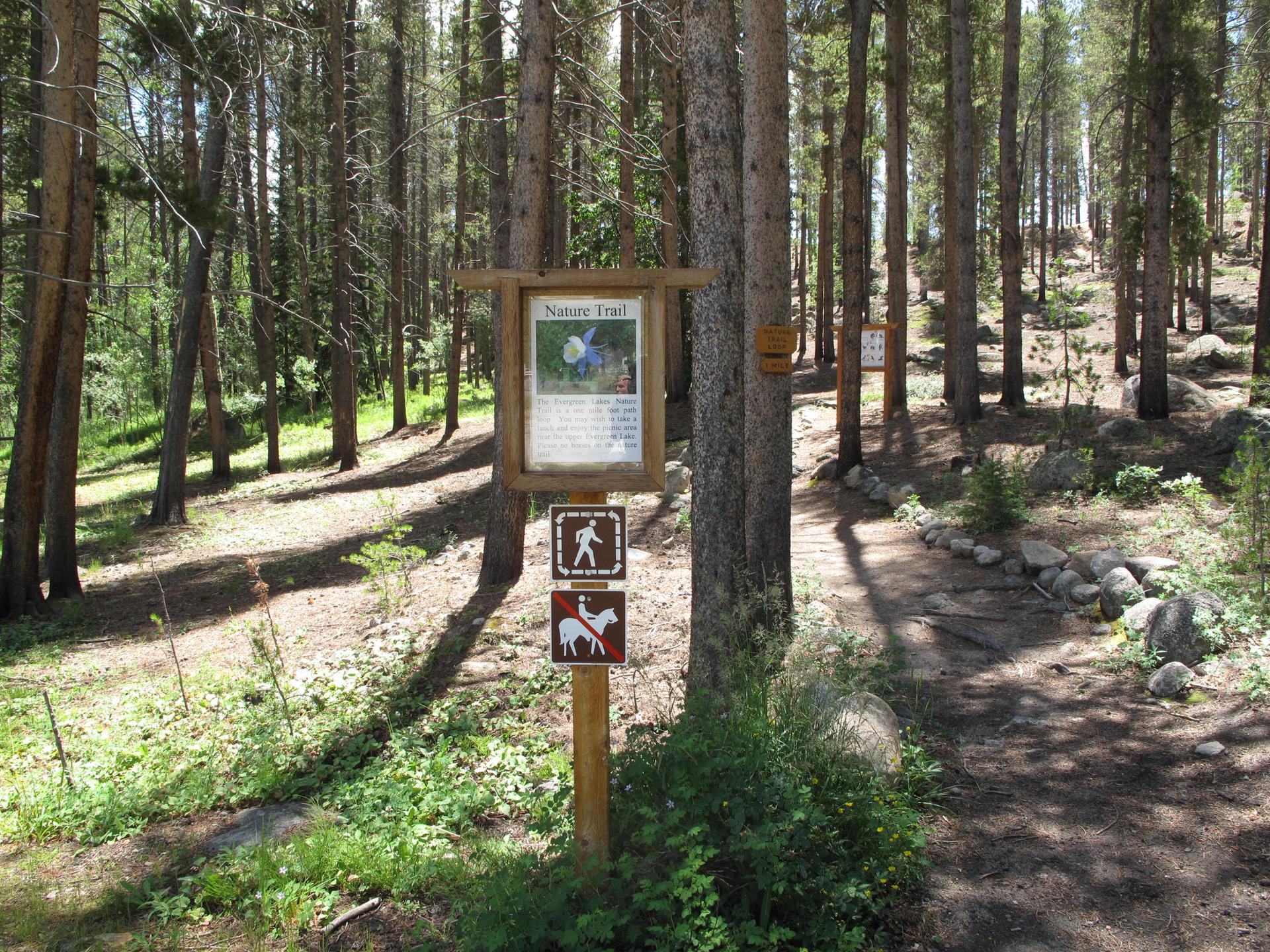 A wooden trail sign stands on a sunny path through a pine forest.