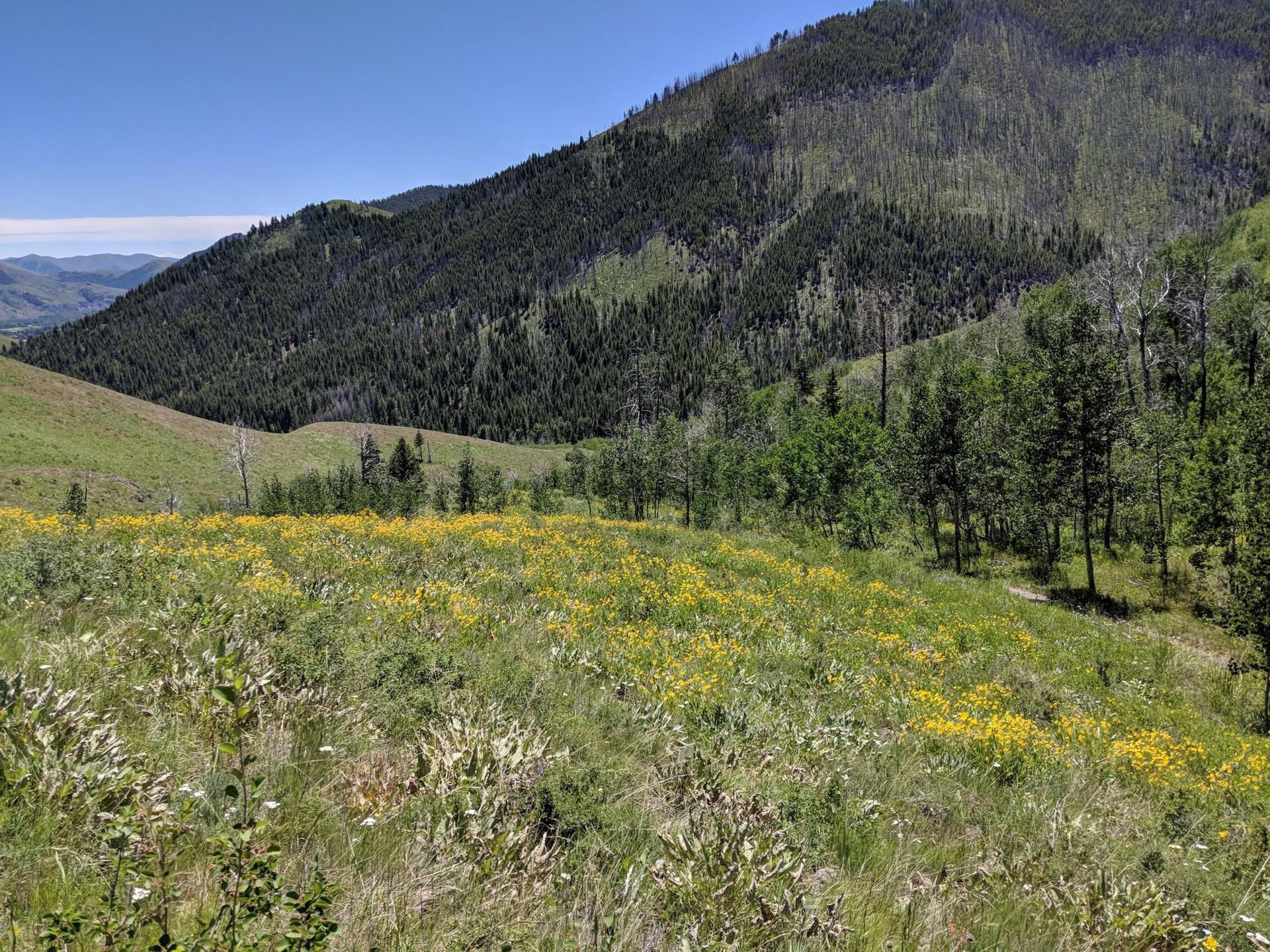 A vibrant field of yellow wildflowers in a sunny mountain valley.