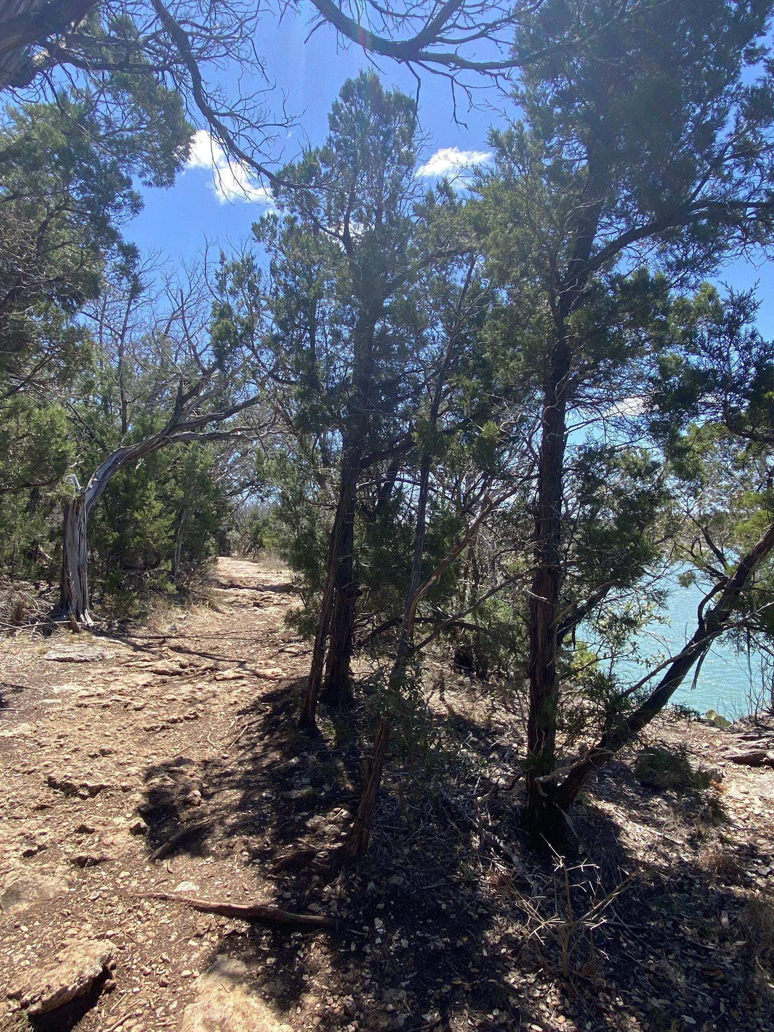Rocky path through trees overlooking bright blue water on a sunny day.