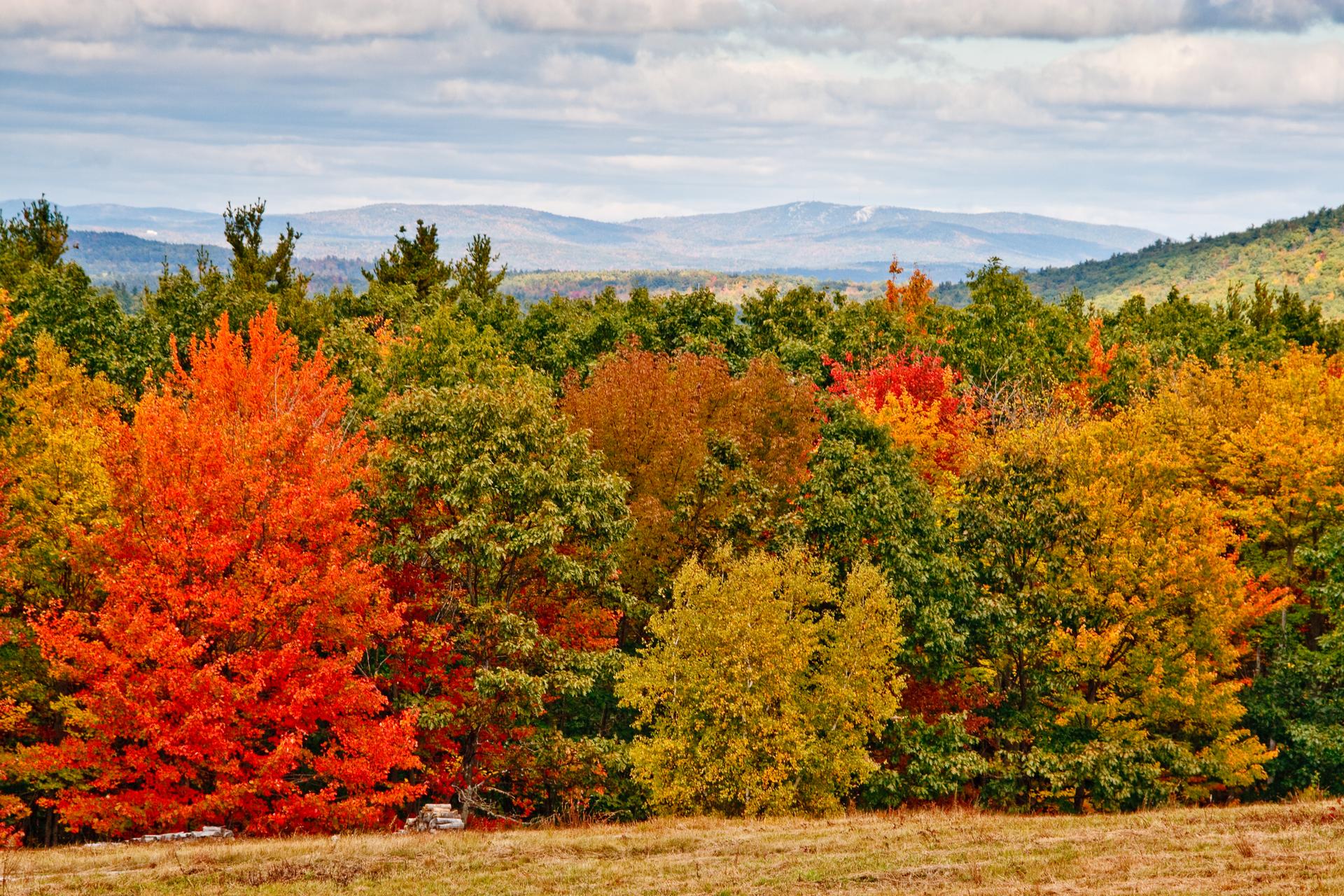 Vibrant autumn forest with red, orange, and green trees under a cloudy sky.