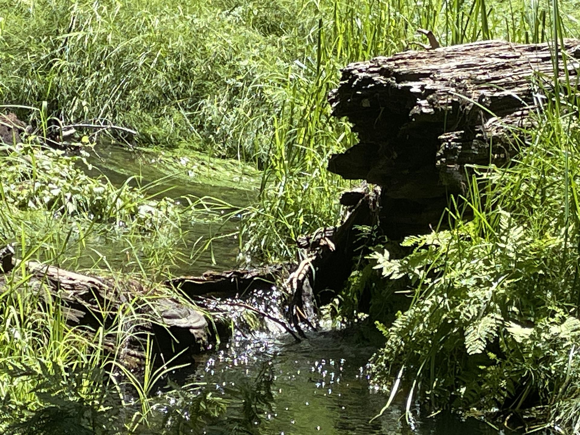 A sunlit stream flows past mossy logs and lush green plants.