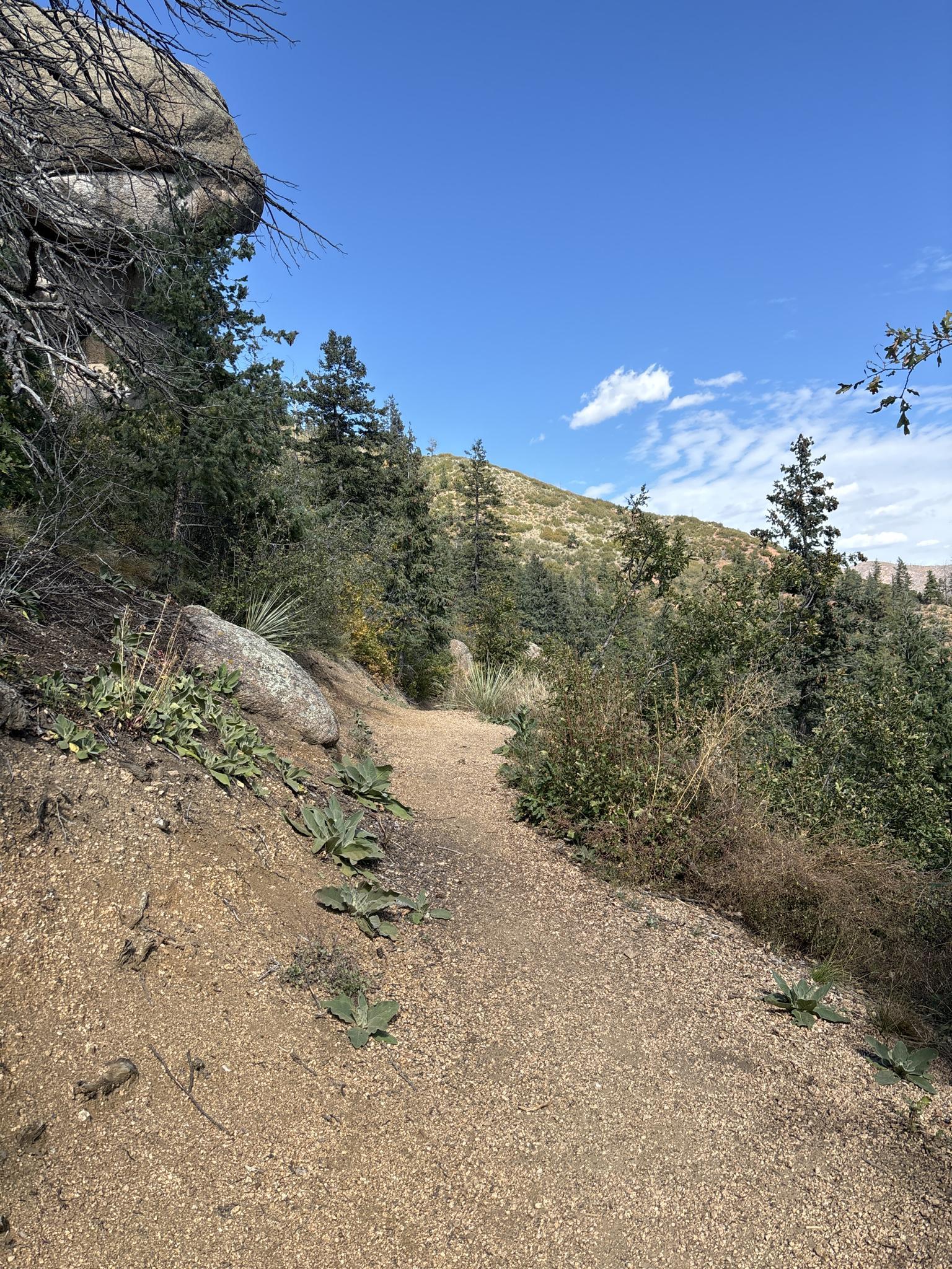 A winding dirt path through green trees and shrubs on a sunny day.