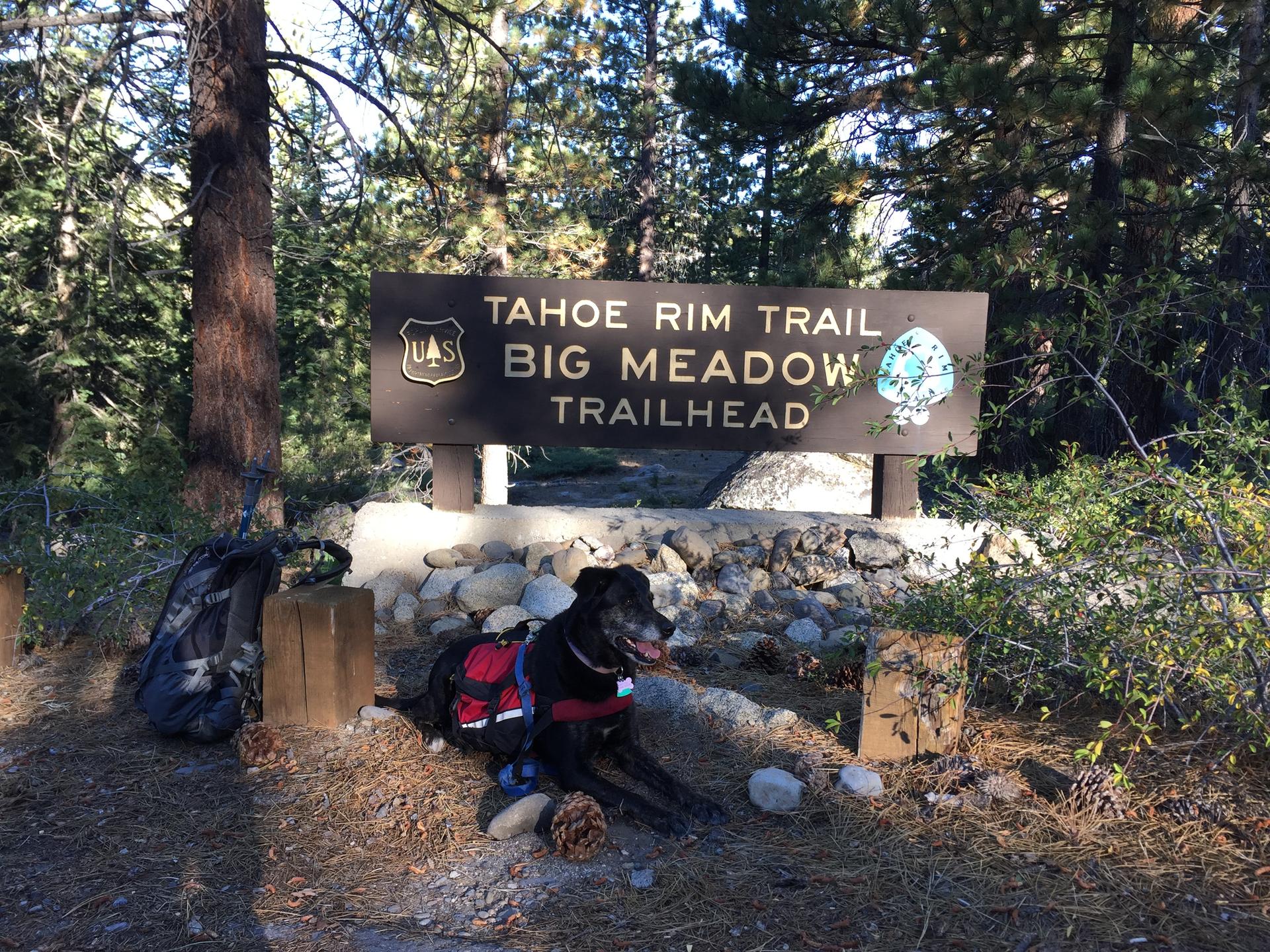 Black dog wearing a red pack sits by a trailhead sign in a sunny forest.