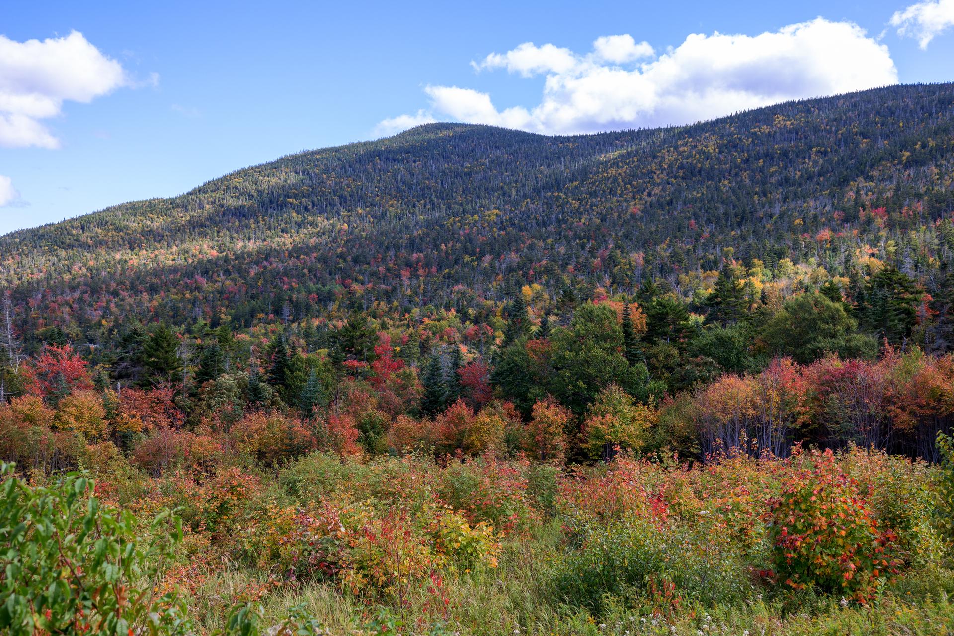 Colorful autumn foliage covers a forested hillside under a bright, cloudy sky.