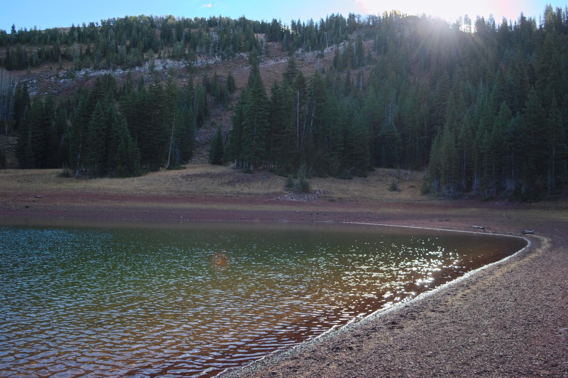Sunlit lake shore with a dense forest and mountains in the background.