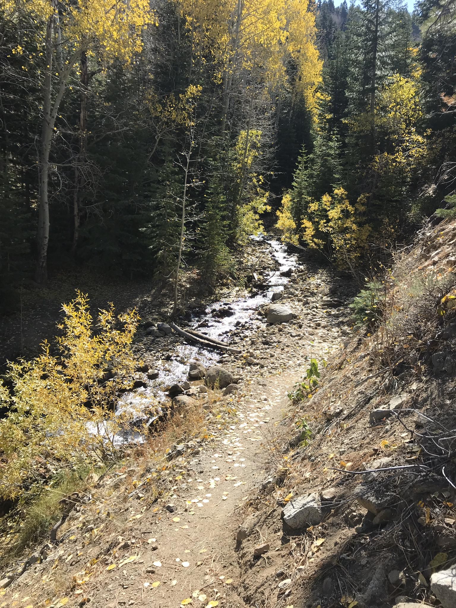 A sunny forest path alongside a rocky stream with vibrant yellow autumn trees. - Church's Pond via Jones-Whites Creek Loop