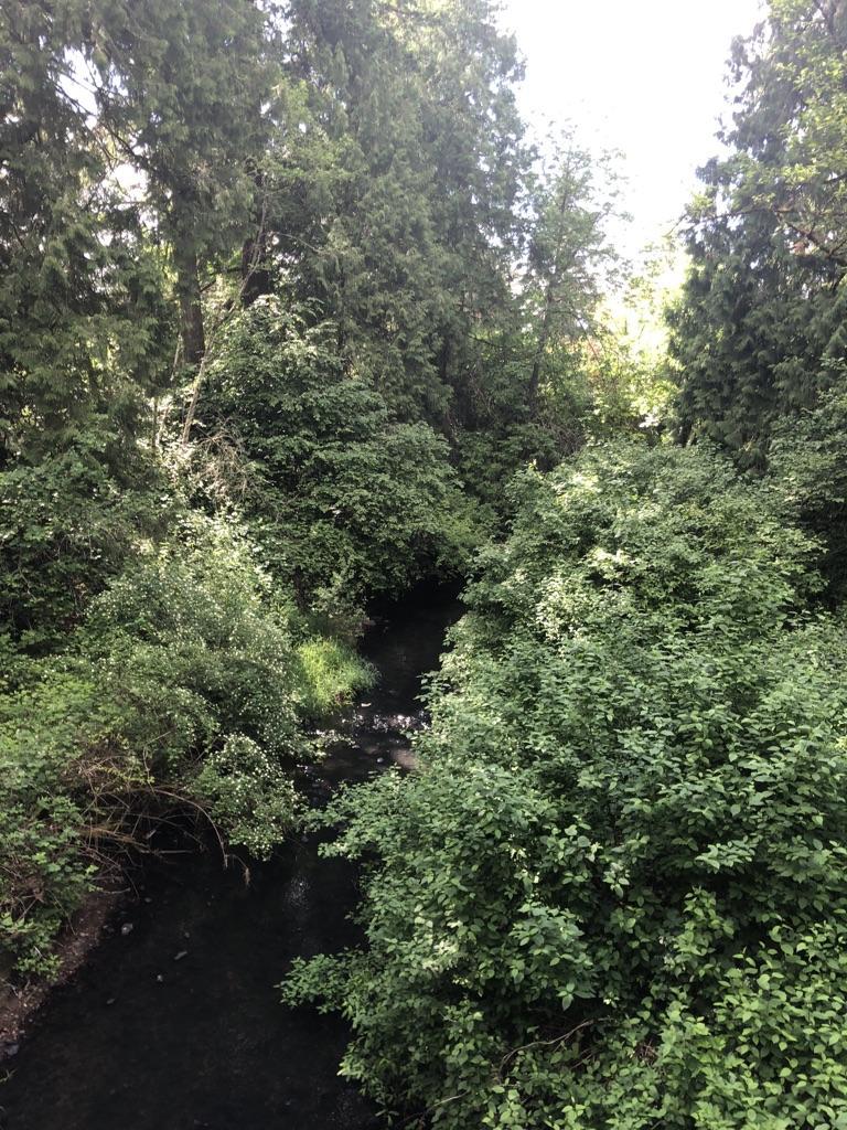 Narrow dark stream flowing through dense green forest under bright sunlight.