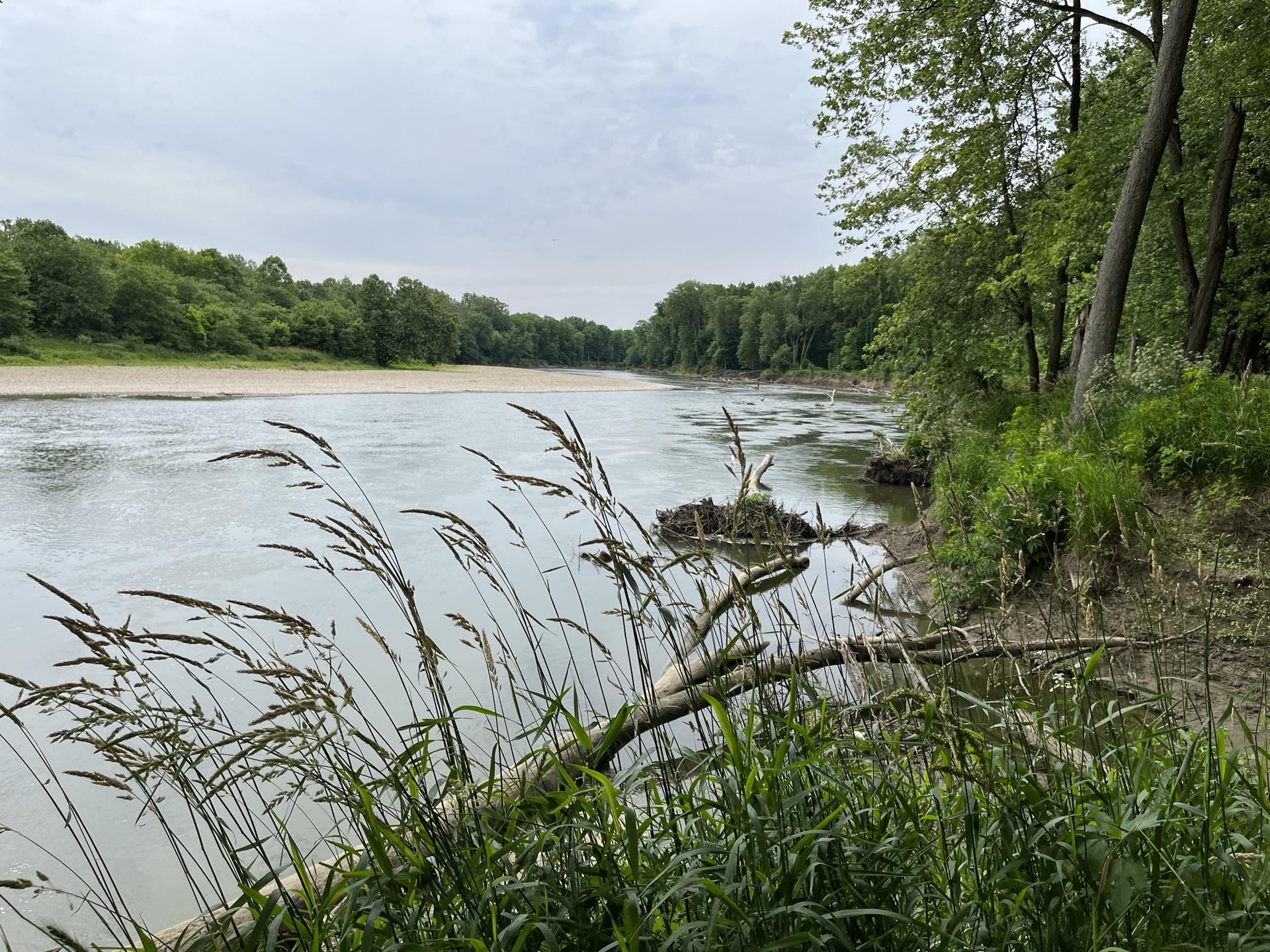 Wide river with forested banks under an overcast sky, tall grass in foreground.