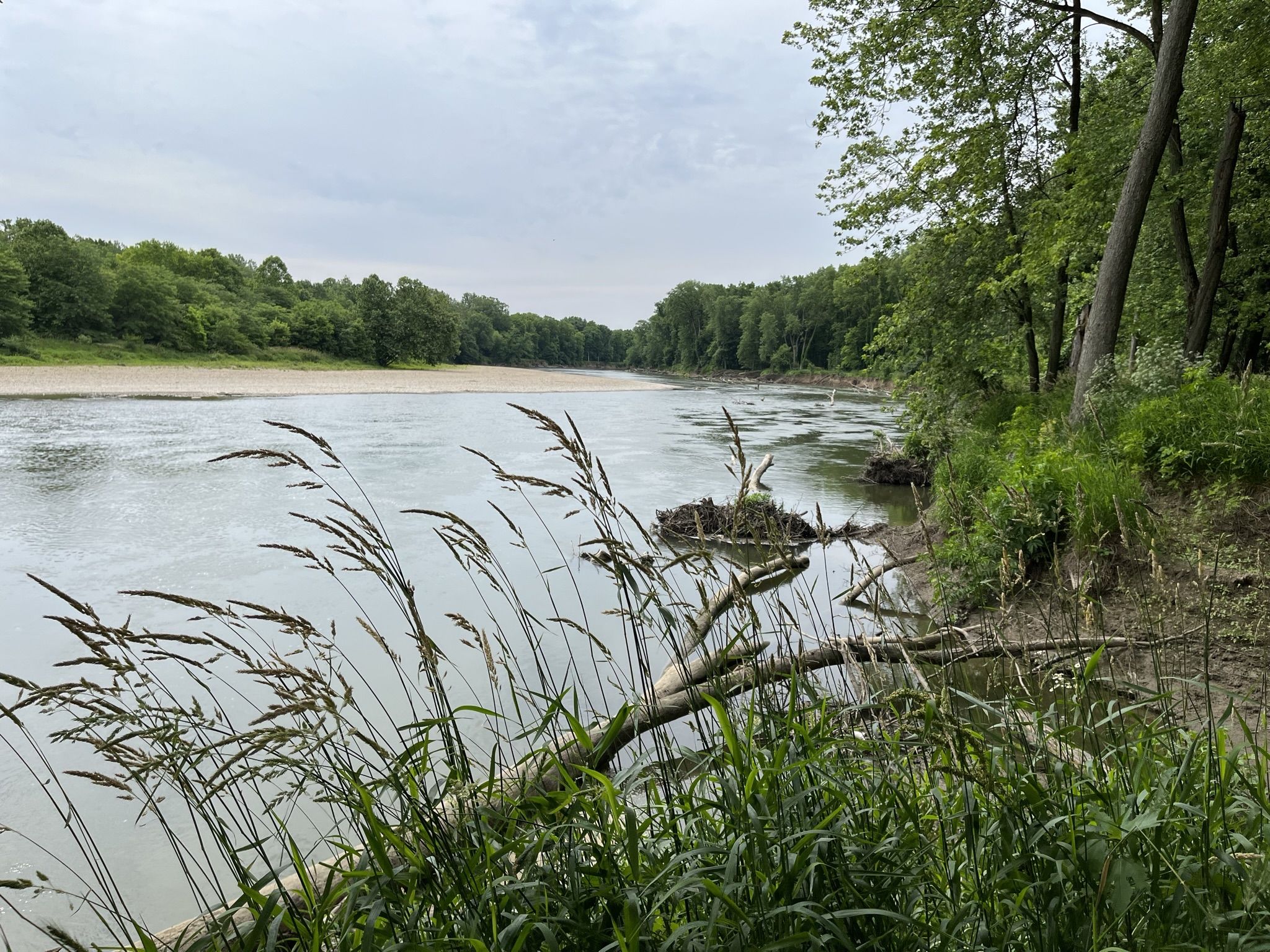 Wide river with forested banks under an overcast sky, tall grass in foreground. - Mann Hill Loop