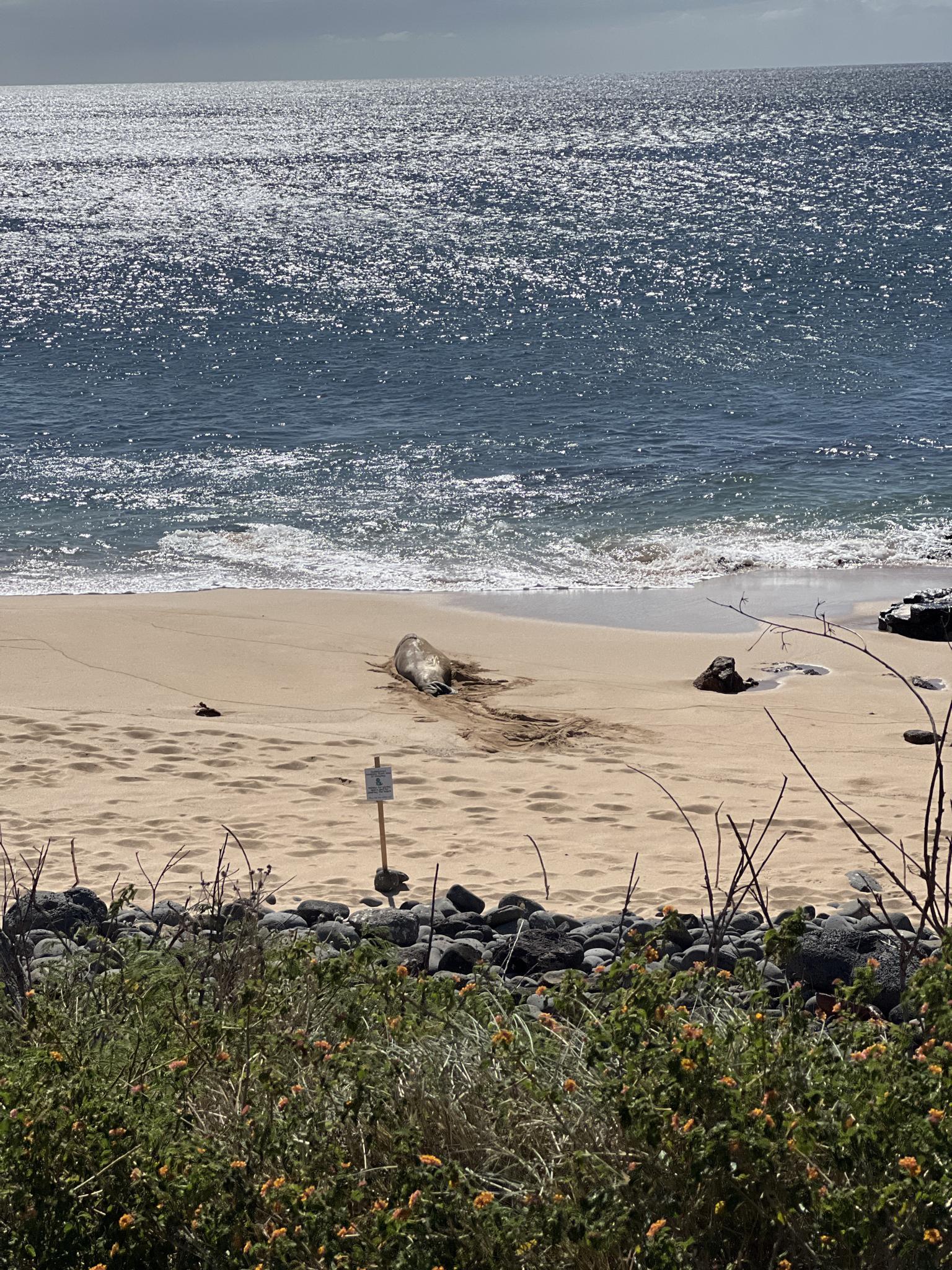 A large seal rests on a sunny sandy beach near sparkling ocean waves.