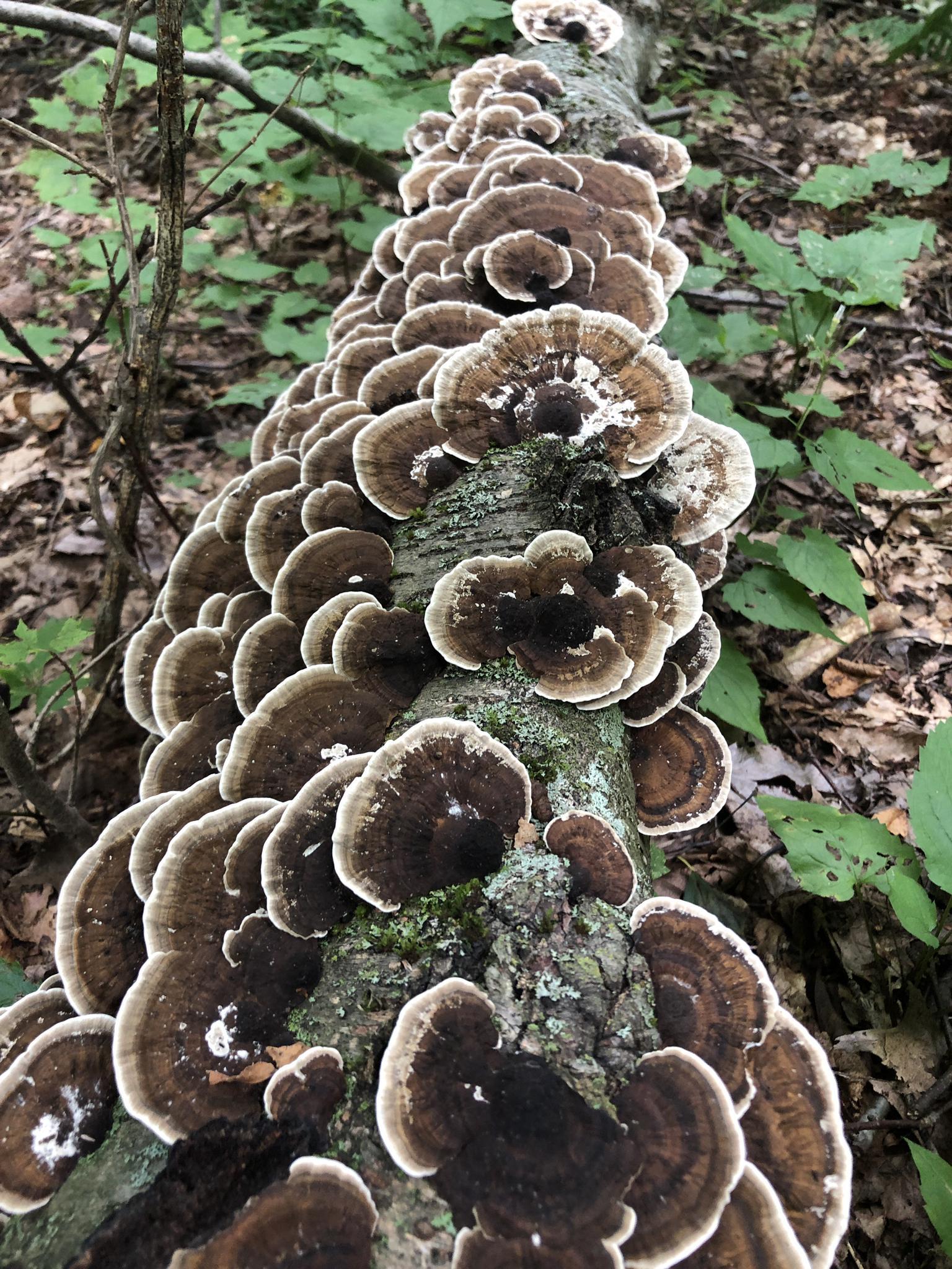 Fallen log covered with many brown and white shelf fungi.
