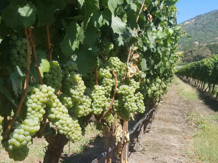 Close-up of green grapes on vines in a sunny vineyard with distant hills.
